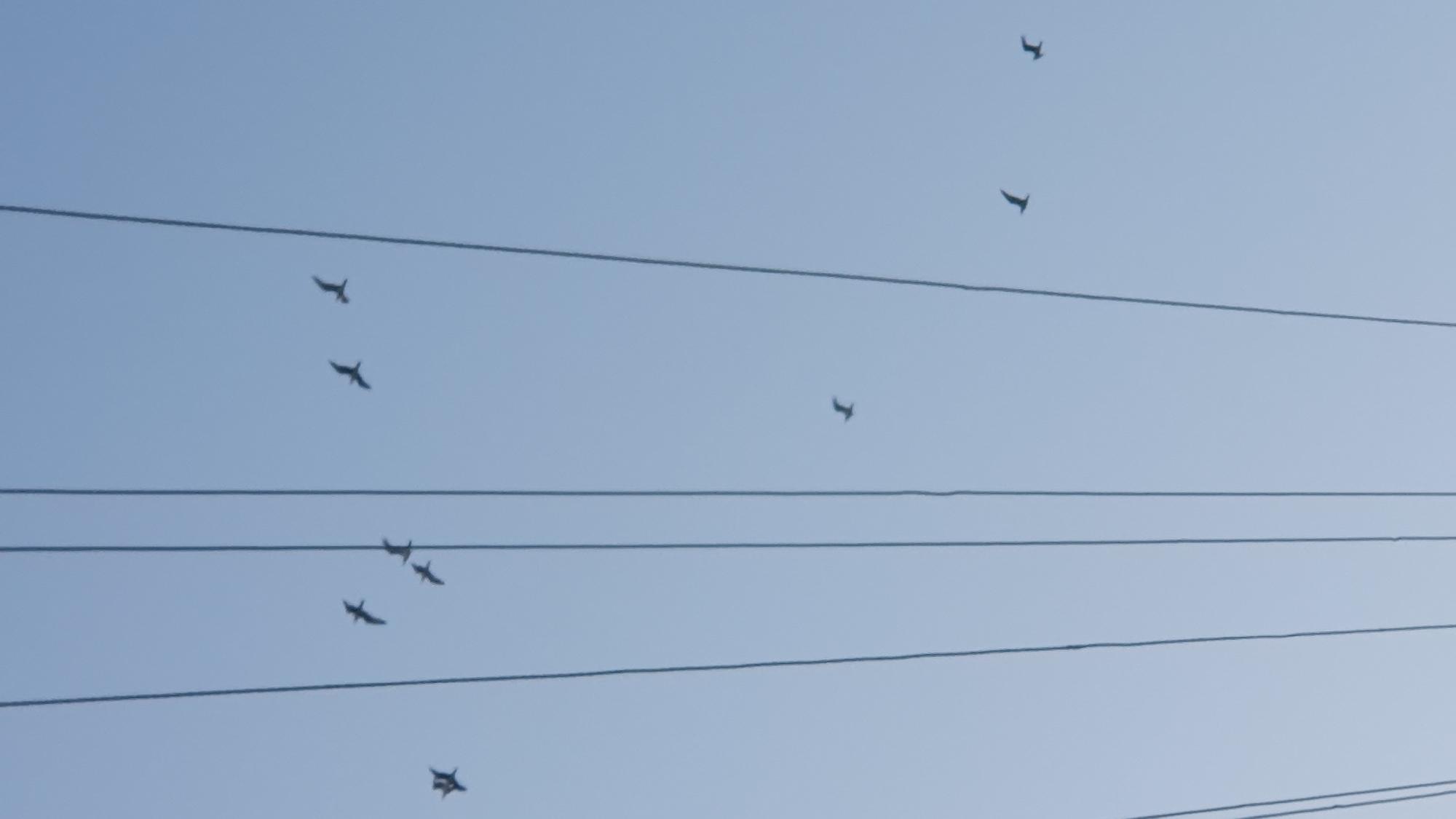 In Ust-Labinsk, Russia, this image captures a clear, pale blue sky populated by several birds in flight, silhouetted against the vastness. Numerous power lines, thin and dark, cut vertically through the frame, creating a strong graphic element that divides the sky. One bird is positioned in the upper left quadrant, appearing to fly towards the right. Below and slightly to the right of this bird, another is flying in a similar direction. Further to the right, a cluster of three birds are visible; one directly above the other two, and the remaining two below it, all appearing to be in flight. Towards the center of the image and lower down, a single bird is seen. To the lower right, another bird is captured in mid-flight. In the bottom right corner of the frame, two more birds are visible, flying in tandem.