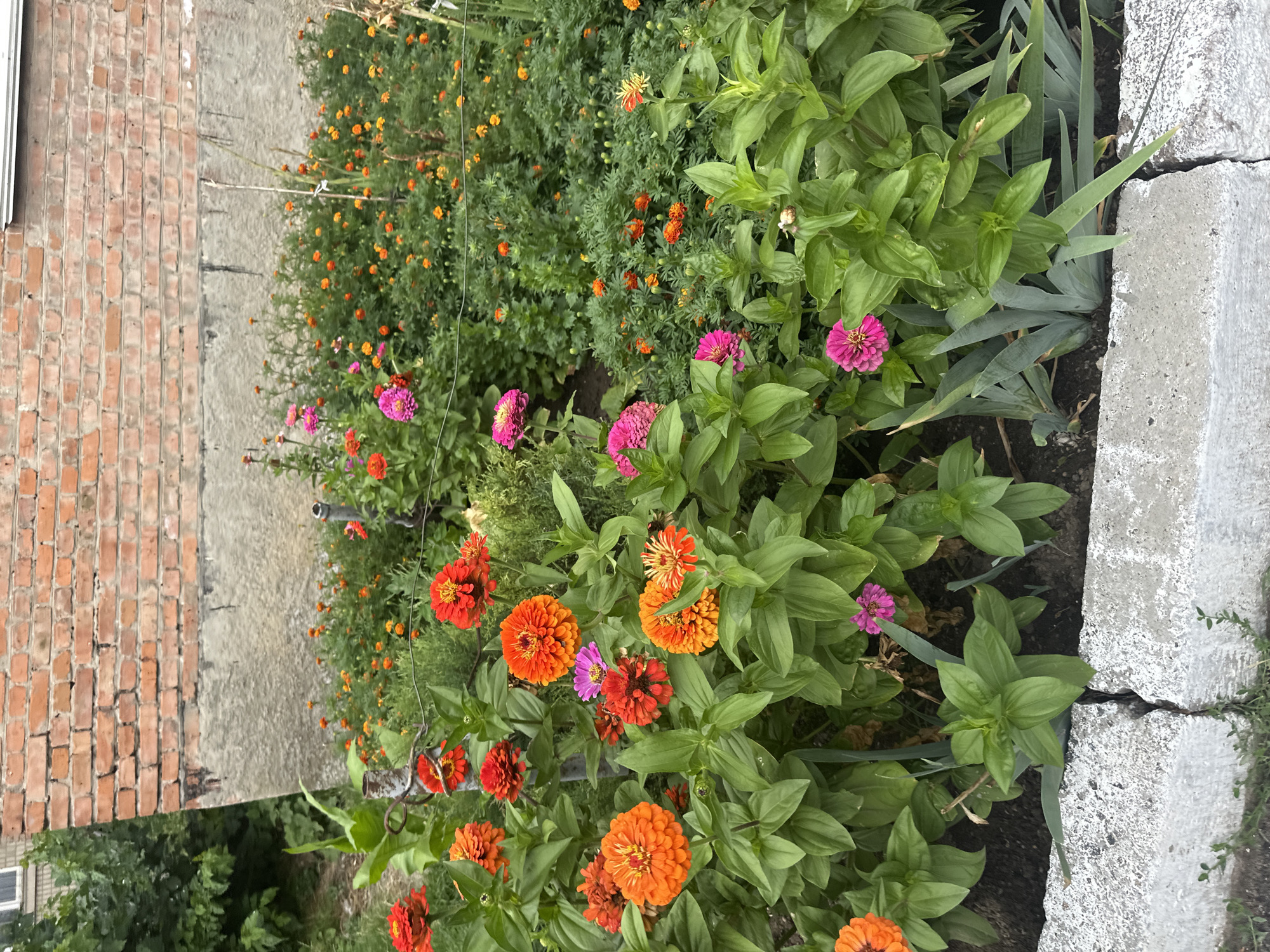 An outdoor, eye-level, medium shot shows a flowerbed in front of a brick building in Khmilnyk, Ukraine. In the foreground, large, bright orange and red zinnias with lush green foliage dominate the scene. A cracked, white concrete border runs along the bottom of the frame. Behind the zinnias, a dense patch of smaller orange and pink marigolds fills the mid-ground. The background consists of a weathered red brick wall, with a concrete foundation, and the upper portion of a window. The overall impression is one of a vibrant, well-maintained garden against a rustic urban backdrop.
