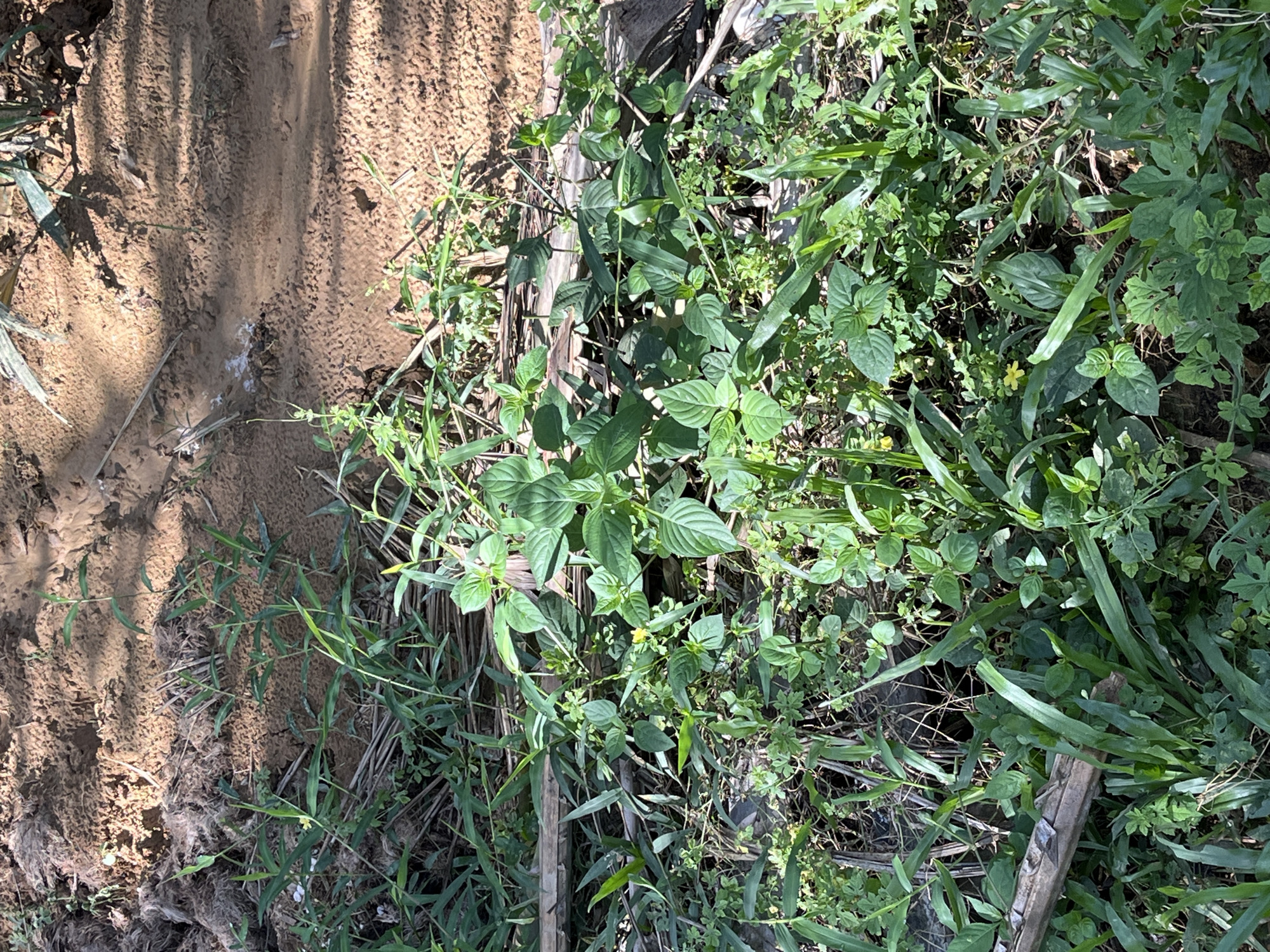This is a medium-shot, eye-level photograph of a patch of ground in Sukajadi, Indonesia, densely covered with various green plants. In the background, the ground is composed of reddish-brown soil with some areas of dried, fibrous material, possibly straw or plant debris. The soil surface shows some texture, possibly from footprints or animal tracks. Sunlight casts dappled shadows across the ground, particularly in the upper right quadrant.
The foreground and midground are dominated by a variety of vegetation. Tall, thin green stalks with pointed leaves are prominent, interspersed with broader-leaved plants. There are also smaller, clover-like plants with rounded leaves closer to the ground. A few thin, dry, light-colored branches or stems lie horizontally across the plants. In the center of the image, a cluster of plants with larger, ovate leaves and smaller, more delicate leaves are visible. A tiny yellow flower is discernible among the green foliage in the mid-left area. The overall impression is one of a natural, somewhat overgrown area of ground. There are no people or animals visible in the image.