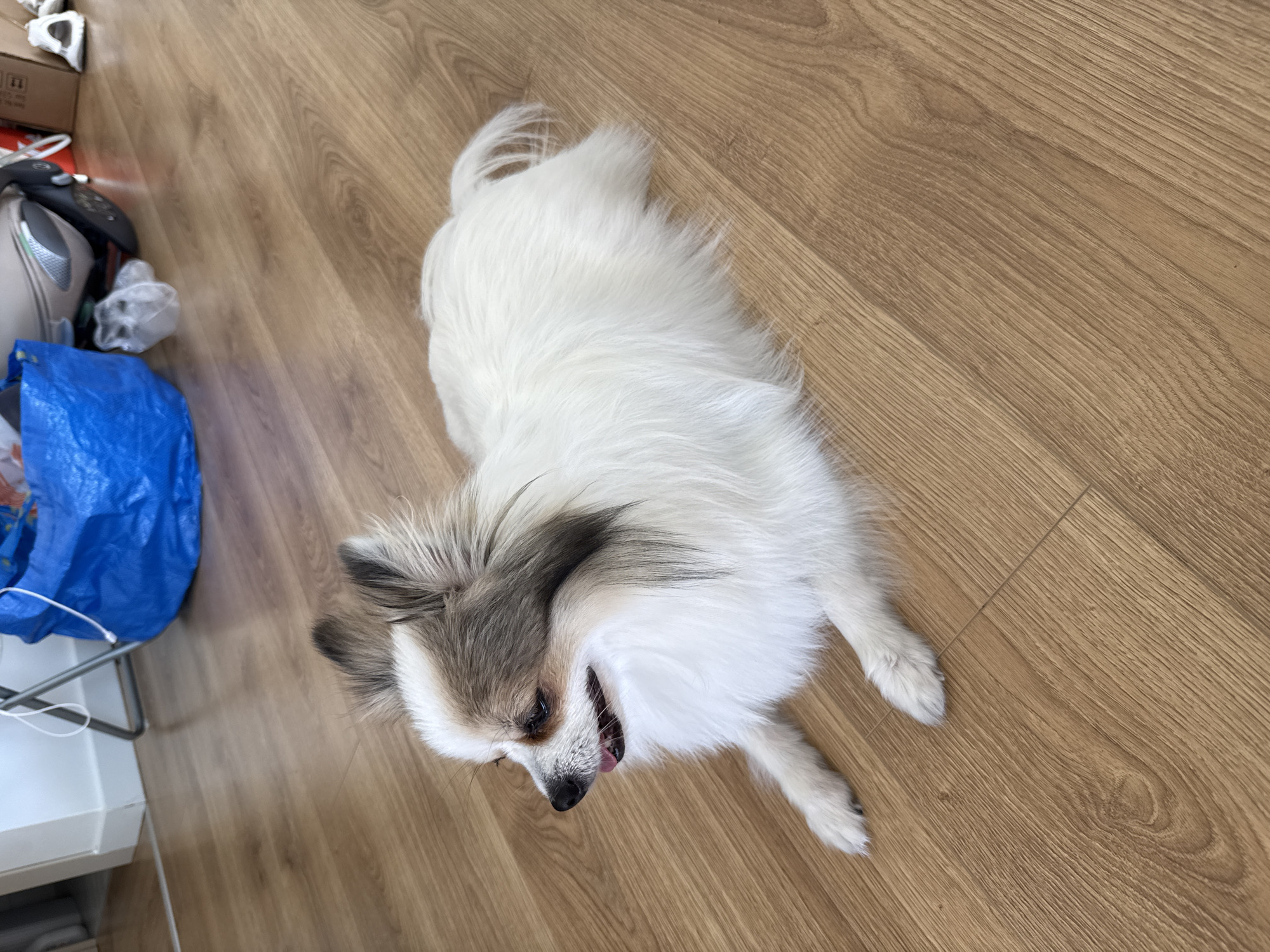 A long-haired white and tan chihuahua lies on a wooden floor. The dog is facing left with its mouth slightly open, revealing its pink tongue. The dog's ears are pointed upwards and are tan with white tips. Its fur is fluffy and white with tan markings on its head and ears. The wooden floor has a light brown grain. In the background, a blue IKEA bag and a silver stroller are visible, along with a folded metal chair. The location is an indoor residential setting.