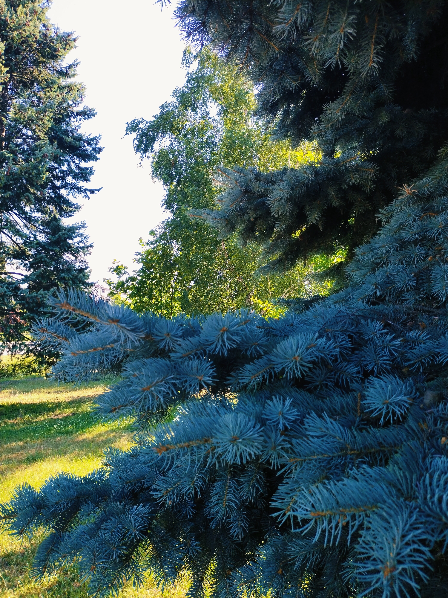 The image shows a close-up of blue spruce branches in the foreground, with a park-like setting in the background. The spruce needles are a vibrant blue-green, and the sunlight filters through the branches, creating a dappled effect. In the background, there is a lawn with patches of sunlight and shadow, and several other trees, including what appears to be a larger evergreen tree to the left and deciduous trees with green foliage further back. The sky is bright and appears to be clear, suggesting a sunny day. The overall impression is one of a peaceful, natural outdoor scene. The location is identified as Horishni Plavni, Ukraine. There is no activity or event taking place, and no visible text. The time of day appears to be daytime, likely late morning or afternoon, given the angle of the sunlight.