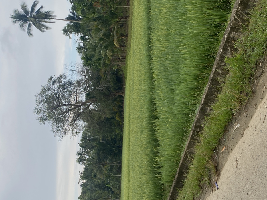 A lush, green field stretches into the distance, bordered by a dense line of tropical trees, including a tall palm. A large, bare tree stands further back in the field, contrasting with the vibrant greenery. A concrete drainage ditch runs along the edge of the field and a road is on the far right side. The sky is overcast, creating a soft, diffused light.