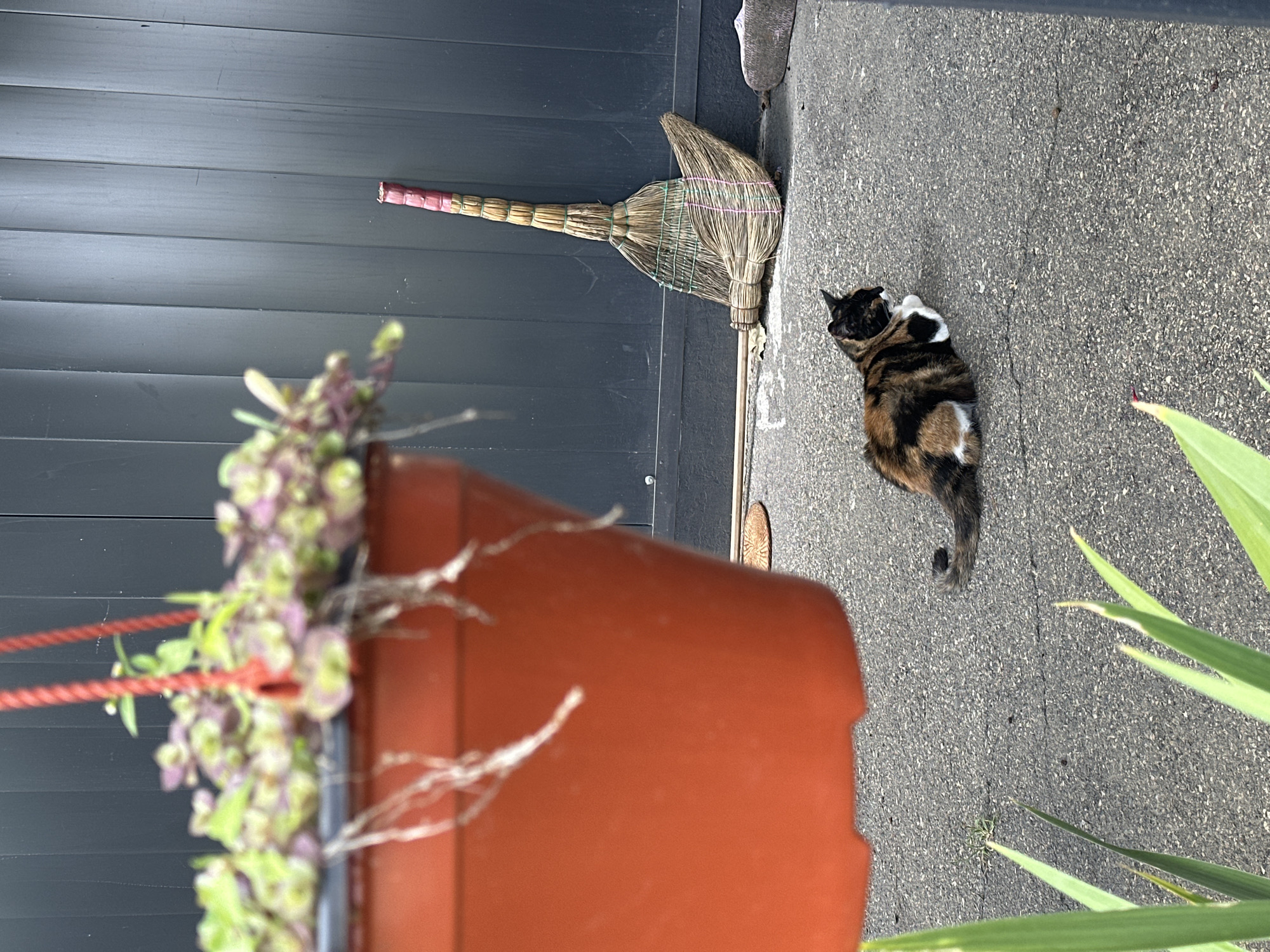 A calico cat with patches of black, orange, and white is resting on a cracked asphalt ground. The cat is facing to the right, with its head turned slightly to the left, and its front paws tucked underneath its body. In the background, a dark grey, corrugated metal fence is visible. Leaning against the fence is a traditional straw broom with a pink handle. To the left of the frame, a large, bright orange plastic plant pot hangs from red cords, with green and purple foliage spilling over its edge. Some white roots are visible hanging from the pot. In the foreground, on the lower left side of the image, a few long, green leaves emerge from the bottom of the frame. The scene appears to be outdoors, possibly in a residential yard or alleyway.