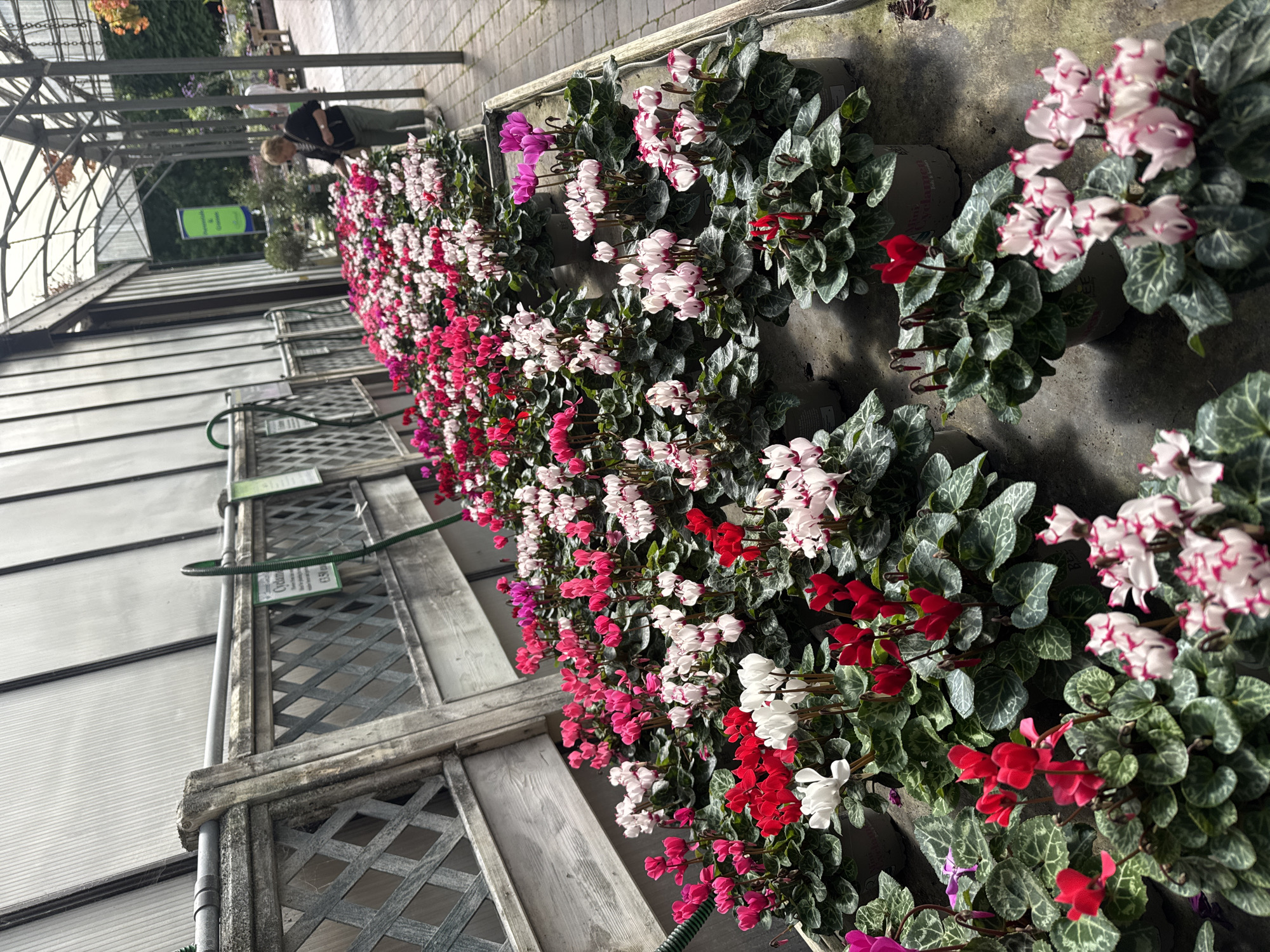 The image shows a greenhouse filled with rows of potted cyclamen plants. The plants are in various shades of pink, white, and red, with dark green, patterned leaves. They are arranged on concrete tables along a paved walkway. In the background, a woman in a dark jacket and light-colored trousers is browsing the plants. The greenhouse has a corrugated plastic roof and wooden trellises along the side. A green hose is visible along the trellis. The scene appears to be a garden center in Clonmel, Ireland.