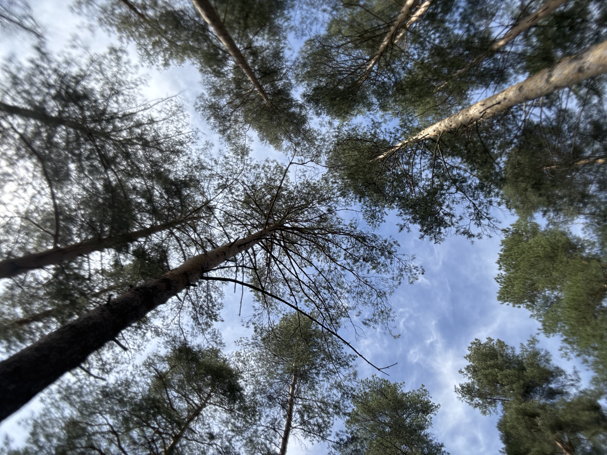 An upward-looking shot captures the canopy of a forest against a bright blue sky with scattered white clouds. Tall, slender trees, appearing to be pines, dominate the frame, with their dark trunks and branches extending upwards and their green, needle-like foliage forming a dense canopy. The perspective is from the forest floor, emphasizing the height of the trees and creating a sense of being enveloped by nature.
The sky is a vivid blue, indicative of a clear daytime, with wispy, thin white clouds (likely cirrus or cirrocumulus) streaking across it, adding texture and depth. Some tree branches are bare, highlighting their intricate skeletal structure, while others are rich with evergreen needles. Sunlight filters through the gaps in the canopy, illuminating parts of the tree trunks and foliage. The overall impression is one of serene natural beauty, characteristic of a forest in Chaikovsky, Russia. There are no people, objects, activities, or visible text in the image.