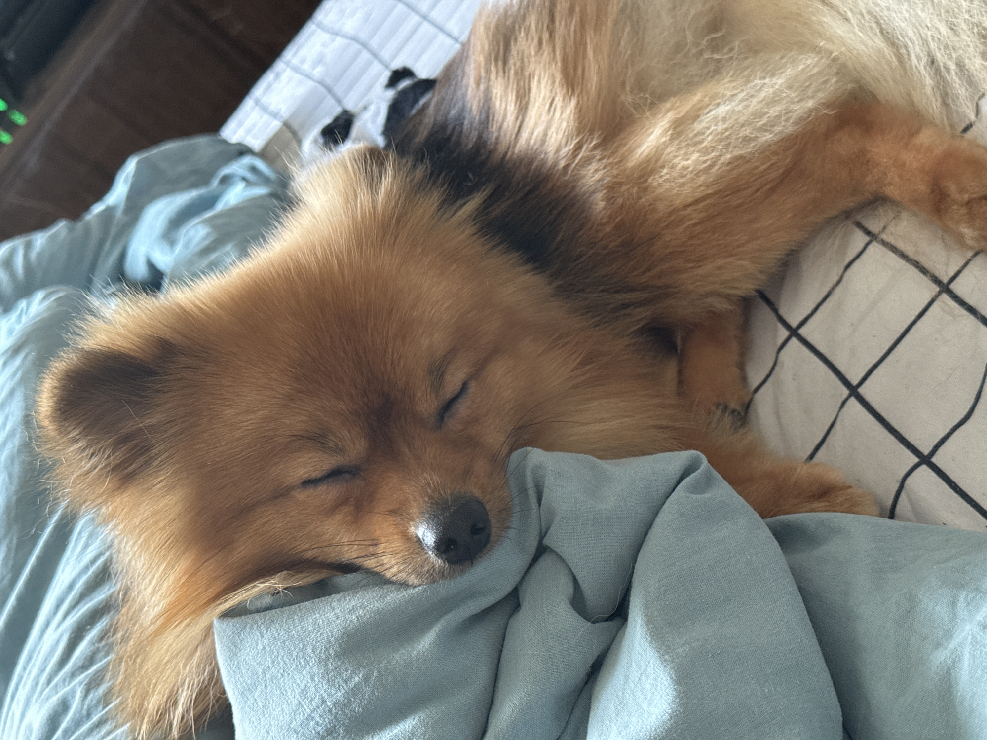 The image shows a close-up of a small, tan-colored dog sleeping on a bed with light blue and white checkered bedding. The dog's eyes are closed, and its head is nestled into a crumpled light blue duvet. The dog has fluffy fur, a black nose, and its ears are visible. The background shows a hint of a dark brown headboard and what appears to be a laptop screen with green lights. The scene is domestic and peaceful. This image was taken in Khimki, Russia.