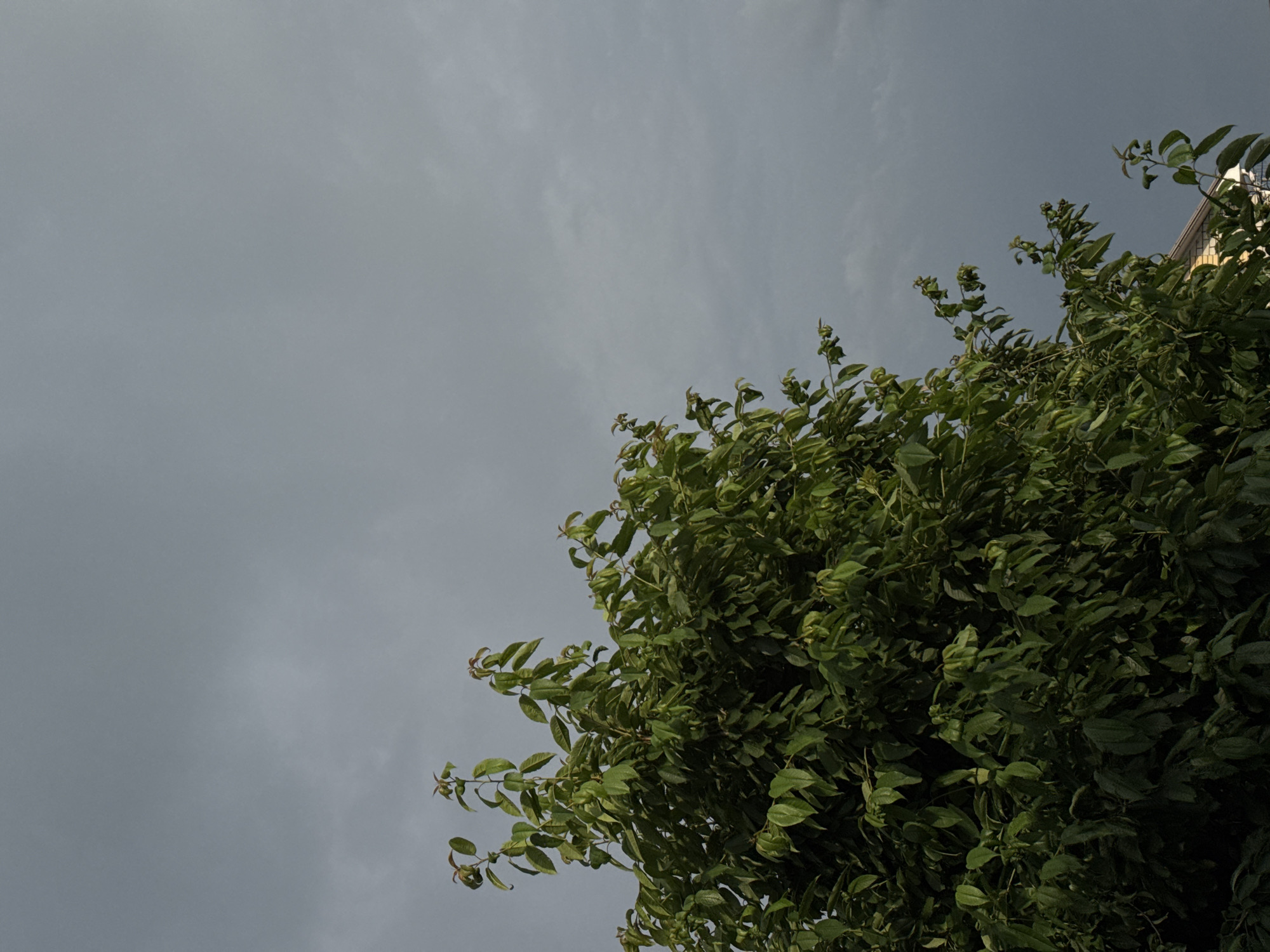 The image shows an upward-looking view of a tree with lush green leaves against a cloudy sky. The sky is a muted gray, suggesting overcast or possibly rainy weather. The leaves of the tree are dense and varied in shade, with some lighter green new growth visible. Branches extend across the frame, some reaching out towards the left, while the majority of the foliage is concentrated on the right side. In the upper right corner, a portion of a building with light-colored siding and a slanted roof is visible. The scene appears to be outdoors, and the time of day is not definitively indicated by strong shadows, but the diffuse light suggests it could be daytime, possibly late afternoon or a heavily clouded morning. No people or specific objects are clearly identifiable besides the tree and the building. The overall mood is natural and somewhat subdued due to the cloudy sky. There is no visible text in the image.