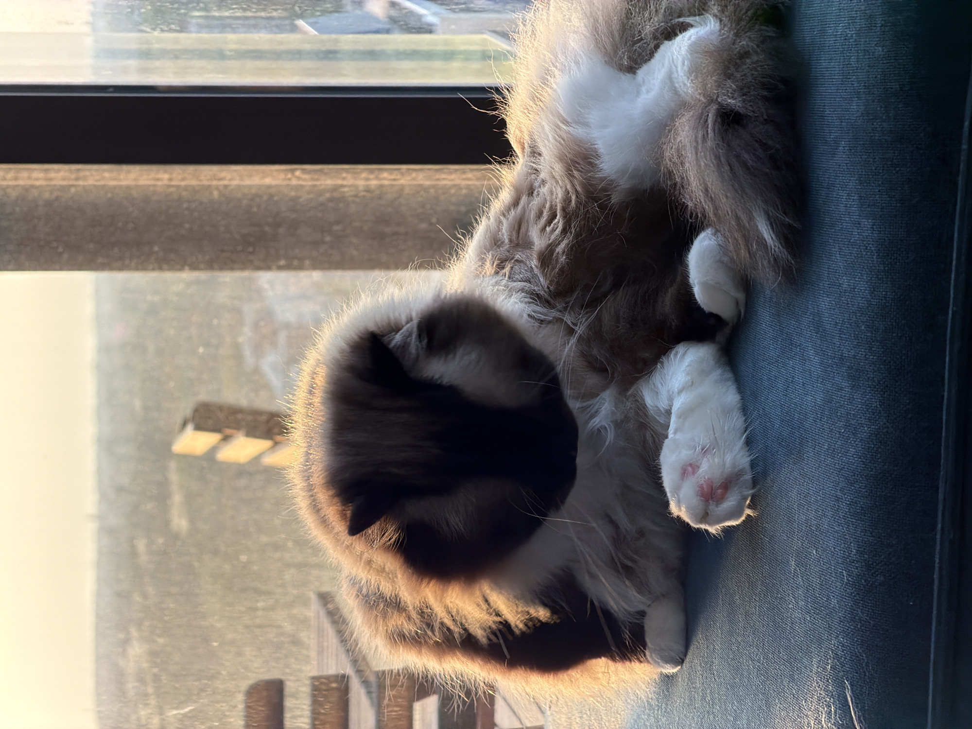 A Ragdoll cat is grooming itself while lying on a dark blue upholstered surface. The cat has long, fluffy fur with brown and white coloration, and its face is partially obscured as it bends to groom. The cat's hind paws are visible, showing pink toe beans. The background features a large window with a blurry outdoor scene, likely a cityscape or natural landscape bathed in the warm light of sunset or sunrise. Wooden outdoor furniture, possibly a table and chairs, is visible through the window, suggesting an outdoor patio or balcony setting. The scene appears to be indoors, near a window, in Rijswijk, Netherlands, as indicated by the request.
