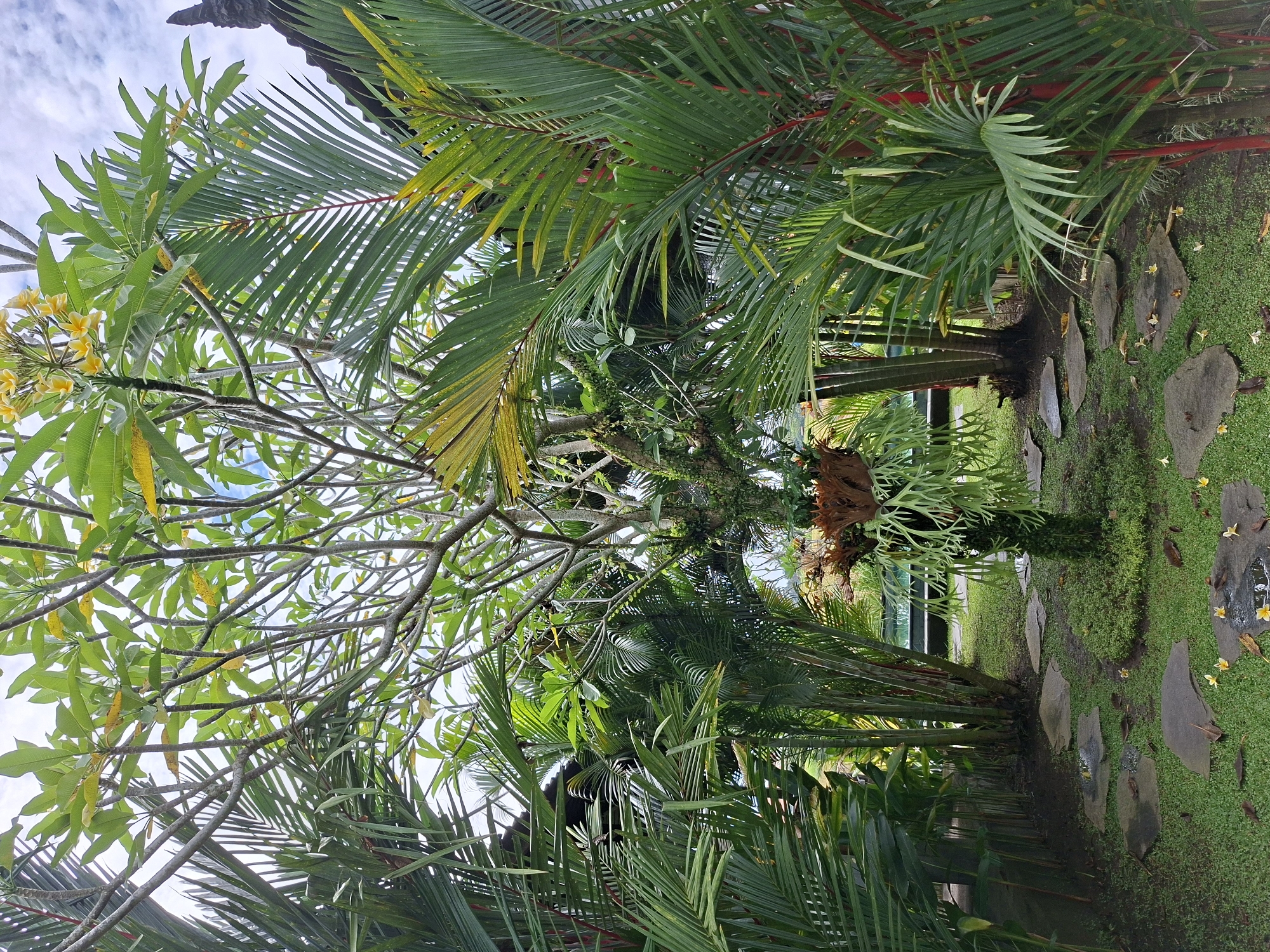 The image depicts a garden setting in Ubud District, Indonesia, characterized by lush vegetation. A variety of plants are present, including palm trees with red stalks and a tree with yellow flowers. A path made of stone slabs runs through the garden. The scene suggests a tropical environment. No people or animals are visible in the image.