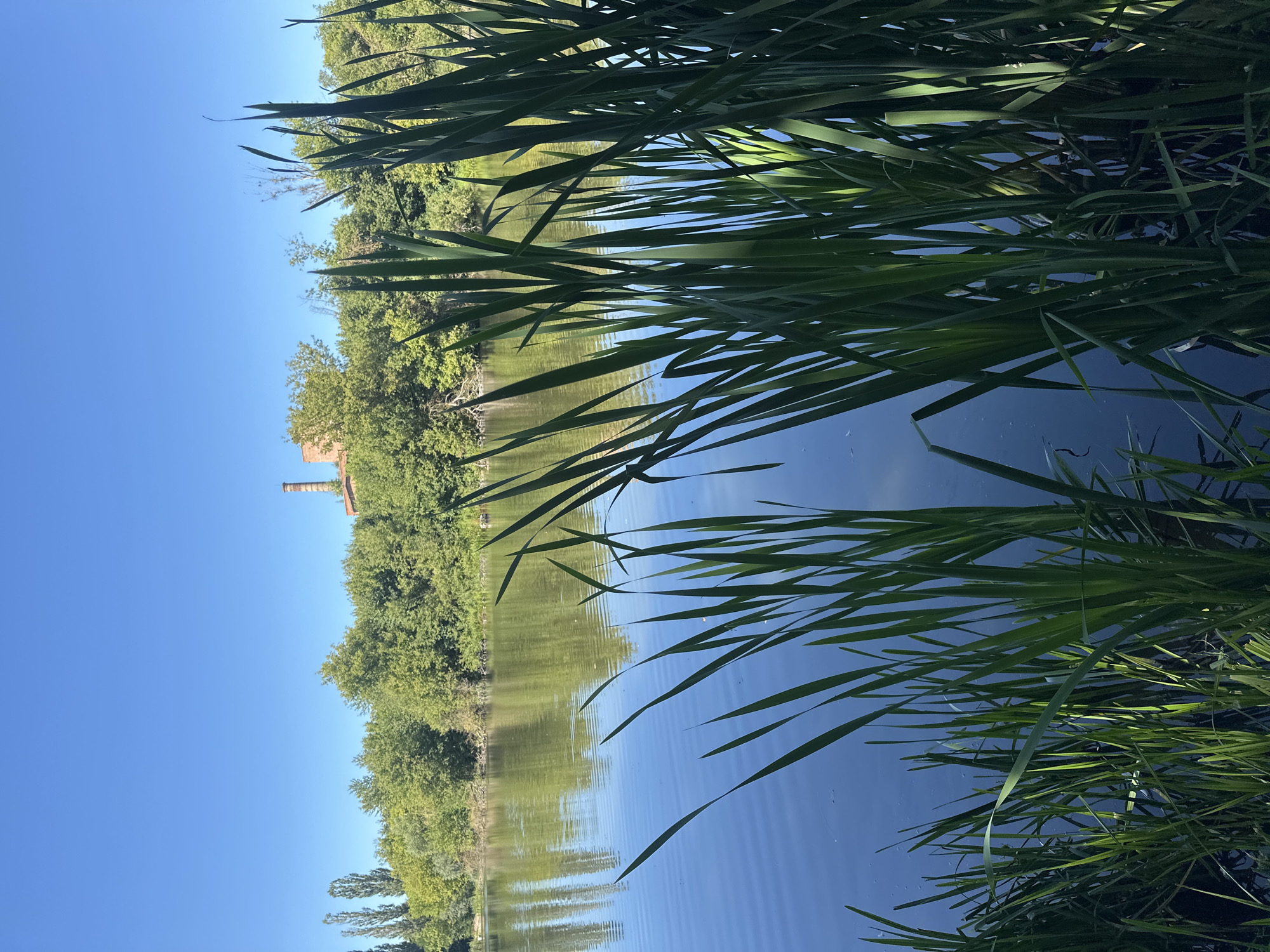The image depicts a serene lake on a clear, sunny day, with tall green reeds in the foreground. The lake's surface reflects the blue sky and the lush green trees lining its banks. In the distance, a brick smokestack from an industrial building is visible above the treeline. The location is identified as Makiv, Ukraine.