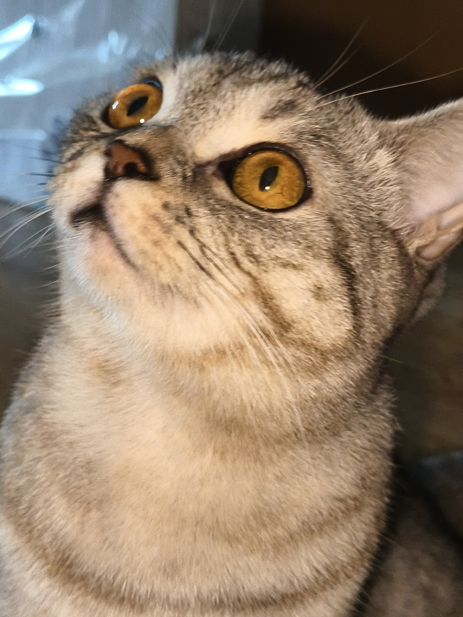 A close-up, head-on shot captures a tabby cat's face, with its large, amber eyes looking upward and to the left. The cat's fur is a mixture of light brown and gray stripes, with a lighter cream-colored area on its chin and chest. Its nose is small and dark. The background is blurred, with areas of light and dark, suggesting an indoor setting. The lighting highlights the sheen on the cat's eyes and fur. The image is a photograph of a feline.
