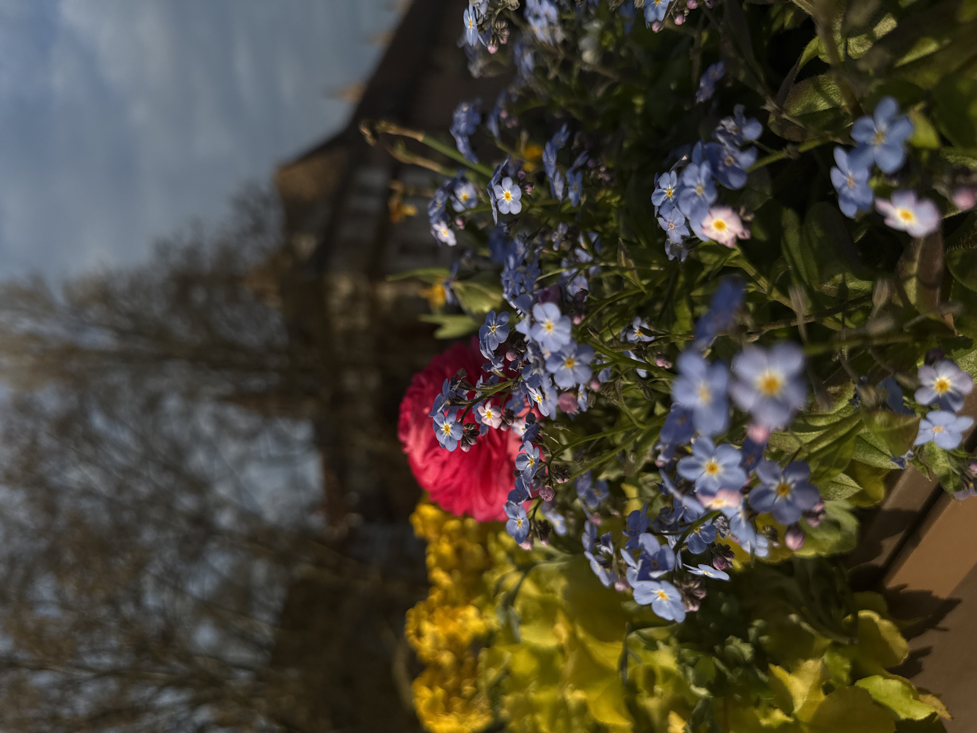 This image, likely taken in Strasbourg, France, shows a close-up of a flower box containing several types of flowers. The flowers are a mix of small, light blue forget-me-nots, a larger red flower, and yellow blooms. The flower box is situated outside, with a blurry building and a bare tree visible in the background. The sky is visible in the upper left corner. The image is taken from a low angle, looking up at the flowers. The building suggests the image was taken in a residential area of Strasbourg, however, the flowers may have been planted in a decorative flower bed that lines the city.