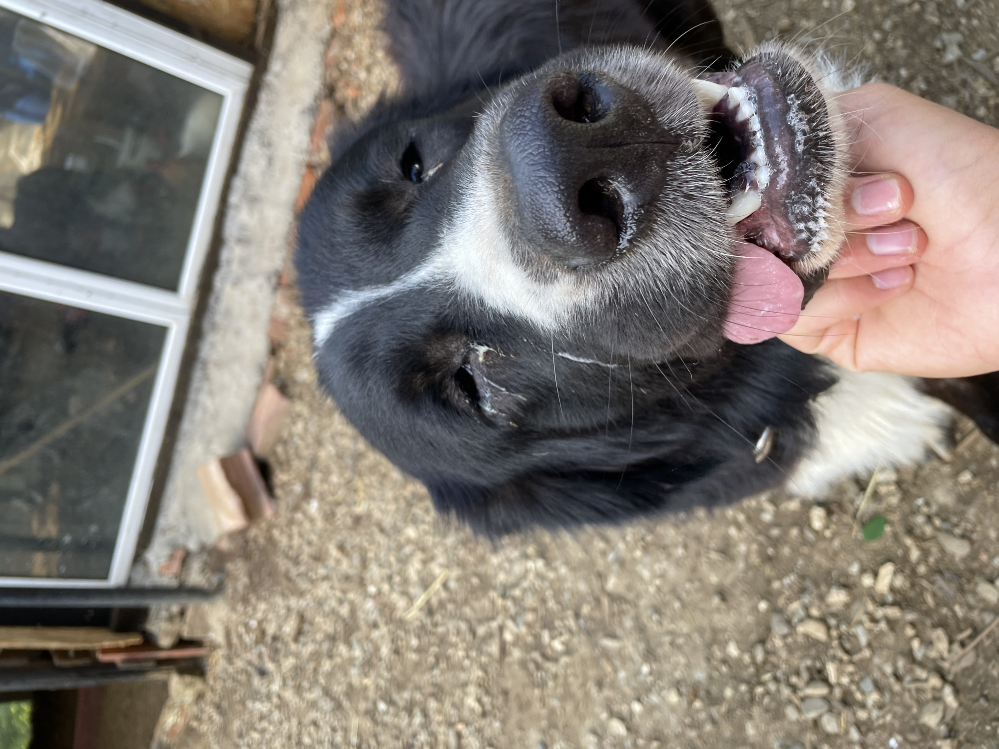 A close-up, eye-level shot shows the face of a black and white dog with a wet nose and tongue hanging out, held by a human hand. The dog's eyes appear to have discharge. The dog is outdoors in what appears to be a rural or backyard setting, with gravel and some debris on the ground. In the background, a building with windows is visible, suggesting a residential or agricultural structure. The scene is outdoors in the city of Zlatograd, Bulgaria.