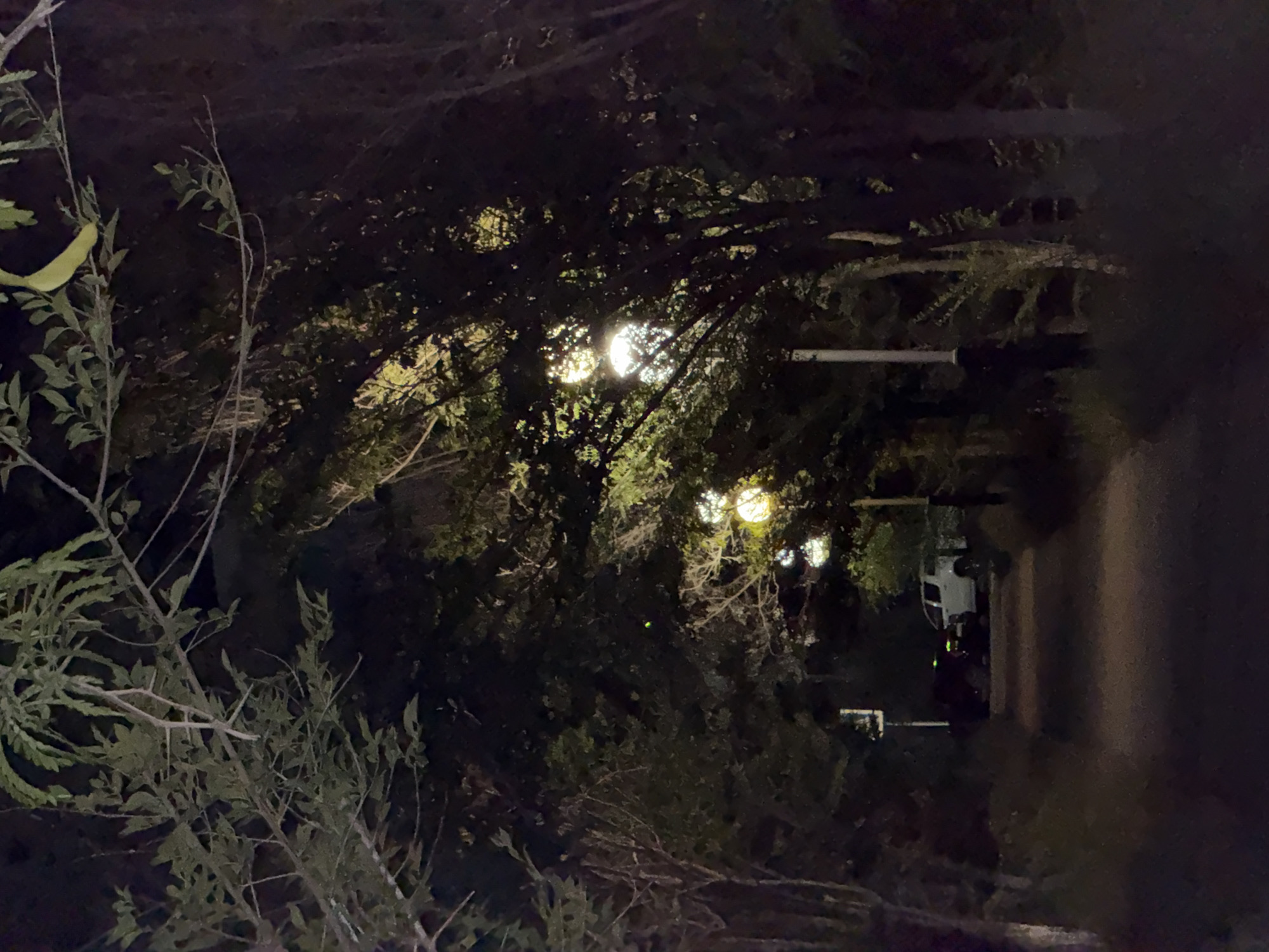 The image depicts a dark, wooded scene with a bright light source shining through dense foliage, suggesting the moon or a powerful artificial light. Several small, bright orbs are scattered among the trees, which could be fireflies or reflections. In the middle ground, partially obscured by trees and darkness, a white vehicle with its lights on is visible, as well as another vehicle further back. The foreground is dominated by the branches and leaves of trees, with some foliage illuminated by the light. The overall impression is one of a nighttime scene in a natural or semi-natural environment. The image is oriented vertically, suggesting it was taken with a phone in portrait mode, or that the original media was rotated. The lighting is low, with the bright spots standing out against the dark background. There are no discernible people or text in the image. The scene appears to be outdoors, possibly in a park or a rural area, given the presence of trees and vehicles.