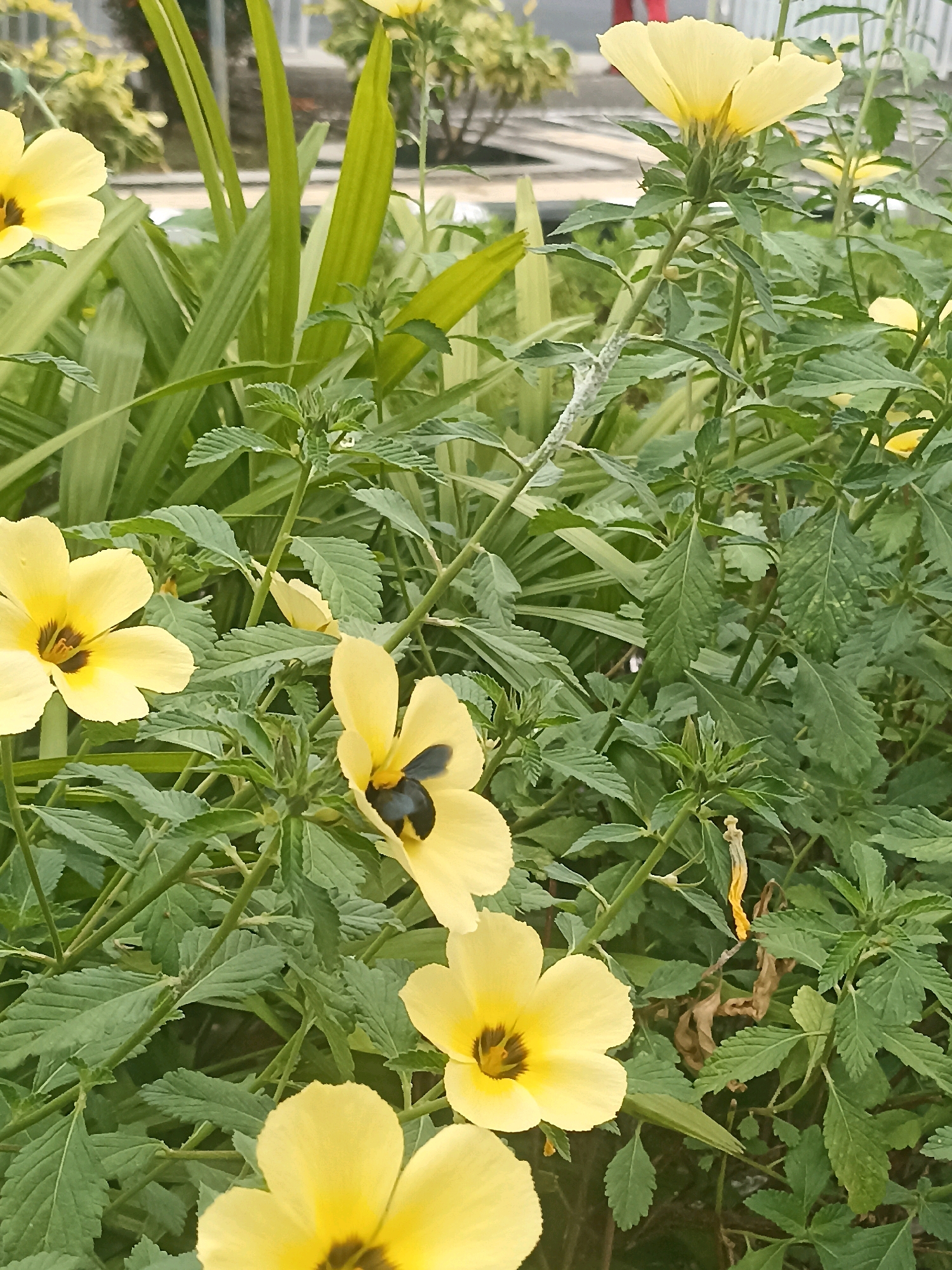 A close-up shot captures a cluster of vibrant yellow flowers, possibly Turnera ulmifolia, blooming amidst lush green foliage in Kebumen, Indonesia. One flower in the foreground, on the right side of the frame, hosts a bumblebee, its dark body contrasting with the bright petals. The bee appears to be actively foraging. Other yellow flowers are scattered throughout the scene, some in full bloom and others partially visible. The background is a soft blur of green leaves, suggesting a natural or garden setting. The lighting suggests it's daytime, possibly late morning or early afternoon, with a gentle, diffused light. The overall impression is one of natural beauty and the presence of insect pollinators in an outdoor environment.