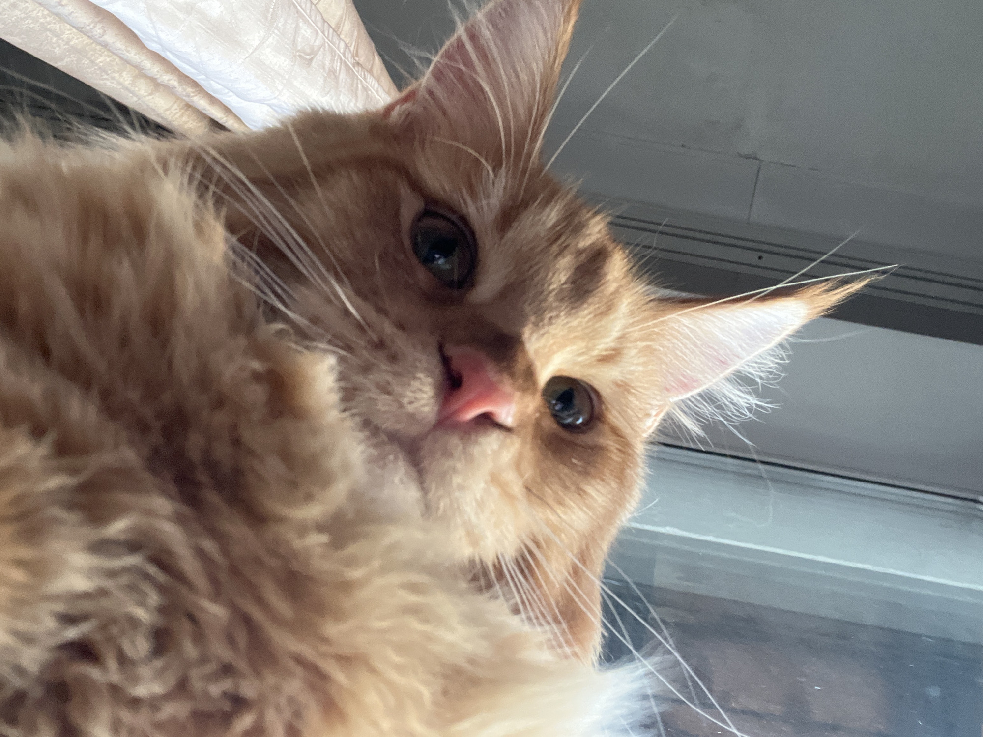 A close-up, low-angle shot shows an orange tabby cat peering down into the frame. The cat's fur is predominantly orange with some lighter cream-colored patches on its chest and face. Its nose is pink, and its eyes are dark brown and appear to be looking directly at the camera. The cat's ears are visible, with one slightly turned forward. Long white whiskers extend from its muzzle. The background is out of focus, but appears to be an indoor setting with hints of natural light coming from a window or curtain on the right. The location is not specified in Markova, Russia.
