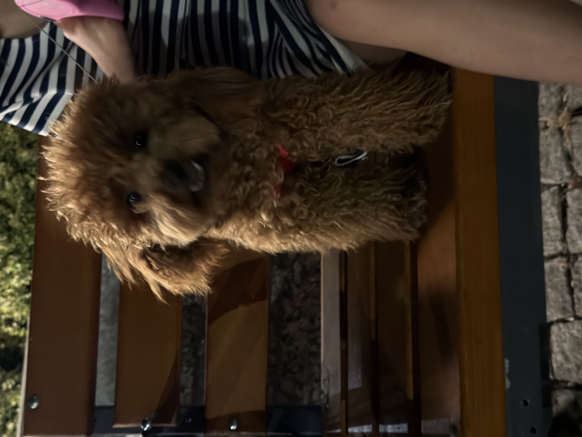 A small, brown toy poodle with curly fur is sitting on a wooden park bench. The dog is wearing a red collar and has a leash attached. Next to the dog, a person's arm and shoulder are visible, wearing a striped shirt. The bench has wooden slats and is situated outdoors. In the background, there are some green plants and a cobblestone ground. The lighting suggests it is evening or nighttime. The image does not provide any specific information to place it in Burgas, Bulgaria.