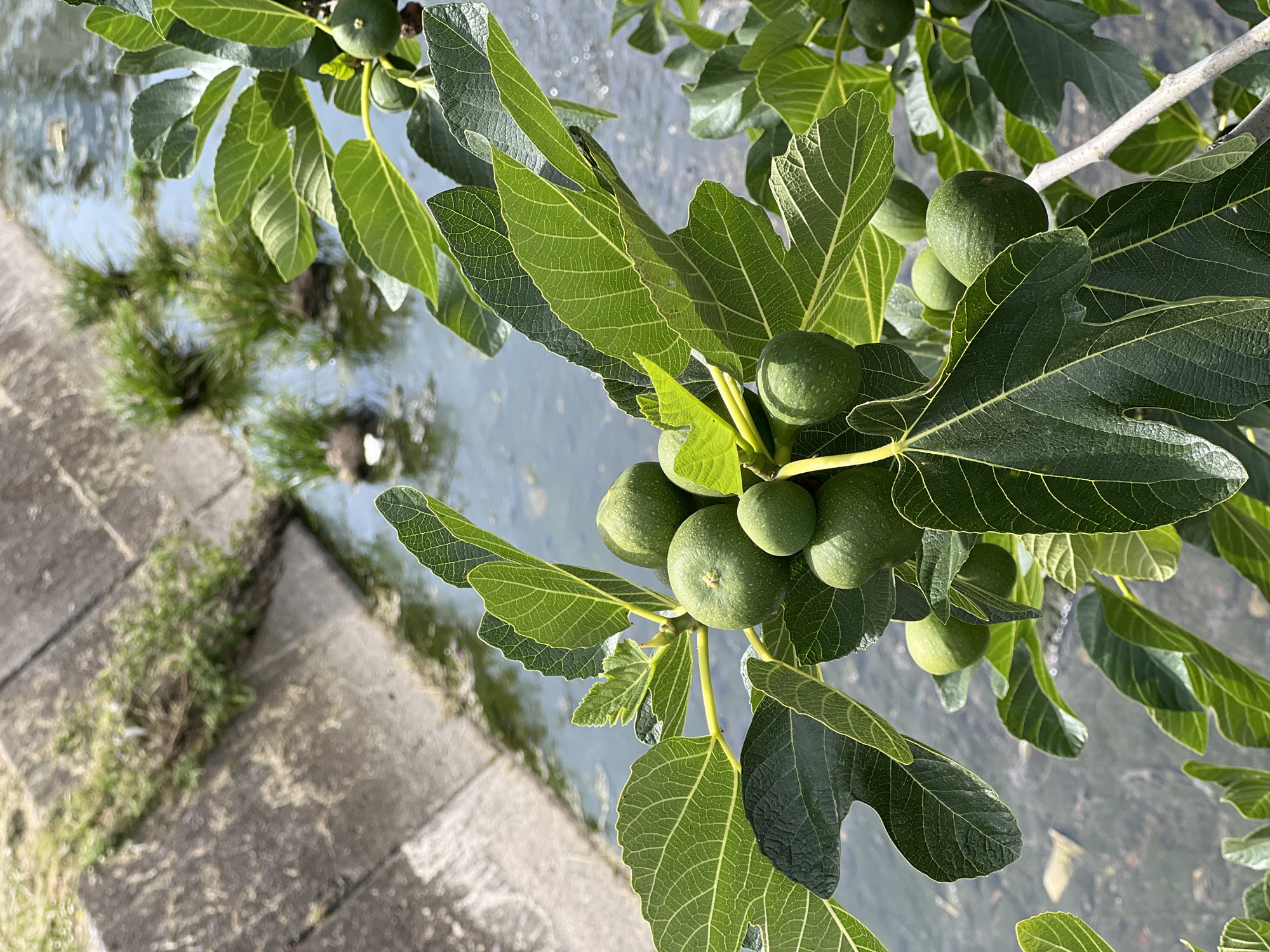 The image shows a branch of a fig tree laden with unripe green figs. The leaves are large and deeply lobed. The branch is positioned near a water source, possibly a canal or river, with a concrete embankment visible on the left side of the frame. The reflection of foliage in the water suggests a natural or park setting.
While not explicitly stated in the image, based on the prompt's request for location, it is implied the image was taken in the city of Bar, Montenegro.