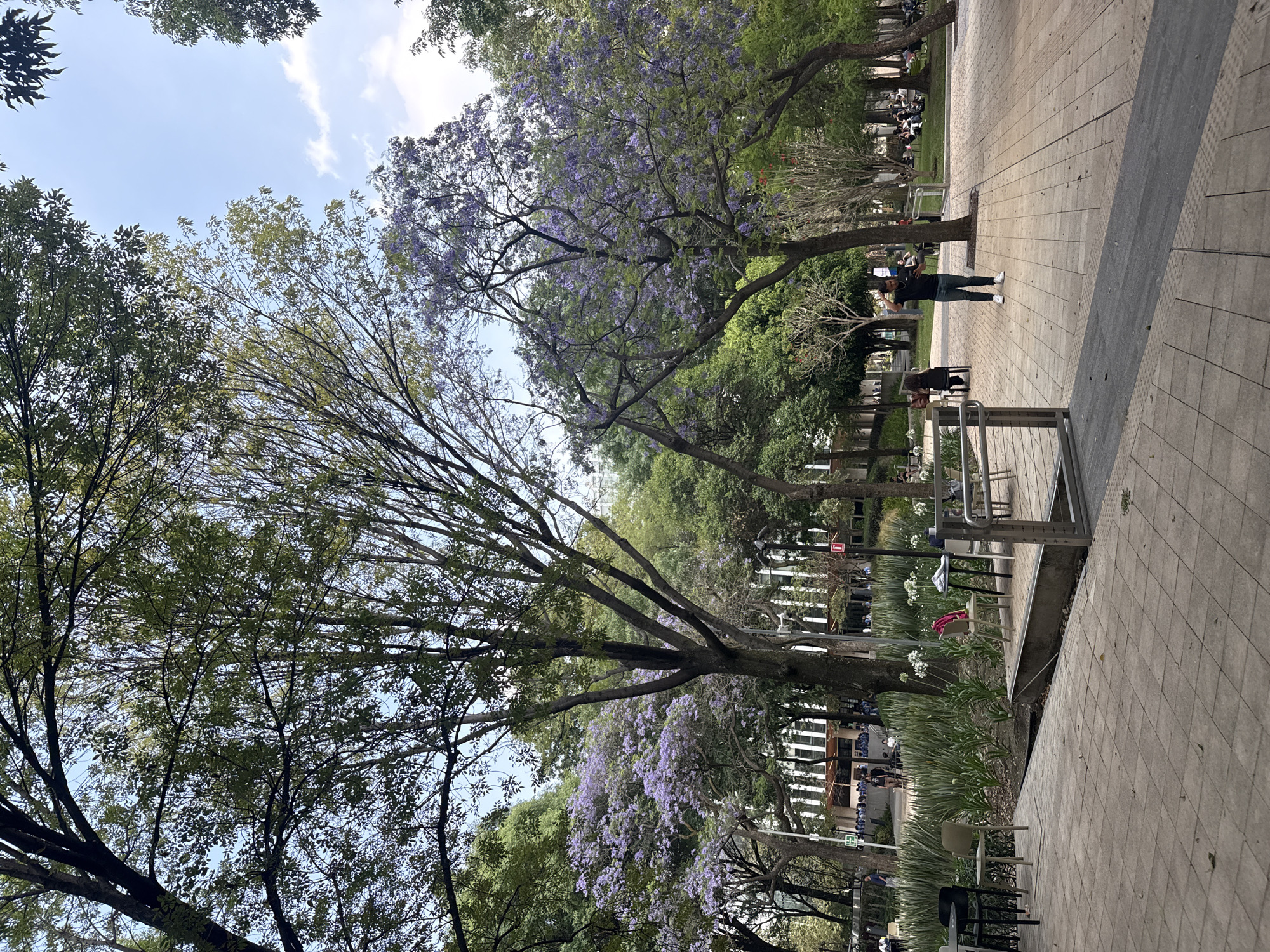 The image captures a park scene in Mexico City, Mexico, distinguished by the presence of Jacaranda trees in bloom with their characteristic purple flowers. A paved walkway occupies the right side of the frame. Along the walkway, individuals are seen standing or walking. Trees with green and purple foliage dominate the landscape. Along the left edge, a tree displays mainly green leaves, while others are adorned with purple flowers. In the midground, a low barrier or fence-like structure is visible. The sky is lightly clouded. Buildings can be seen further in the background. The overall ambiance is of a relaxed urban park setting.