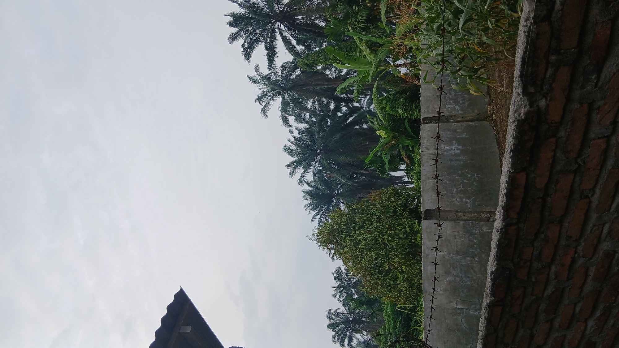 The image depicts an outdoor scene, likely a rural area in Klambir Lima Kebun, Indonesia, characterized by a cloudy sky. In the foreground, a brick wall runs horizontally across the bottom of the frame. Behind the brick wall is a concrete barrier with barbed wire stretched across its top. Beyond the barrier, lush green vegetation is visible, dominated by numerous palm trees of varying sizes, some appearing to be oil palms, and leafy trees, possibly banana trees. There is also a patch of corn stalks on the right side of the frame. A portion of a dark, corrugated roof is visible in the upper left corner, suggesting the presence of a structure. The overall impression is of a semi-agricultural or undeveloped landscape under an overcast sky.