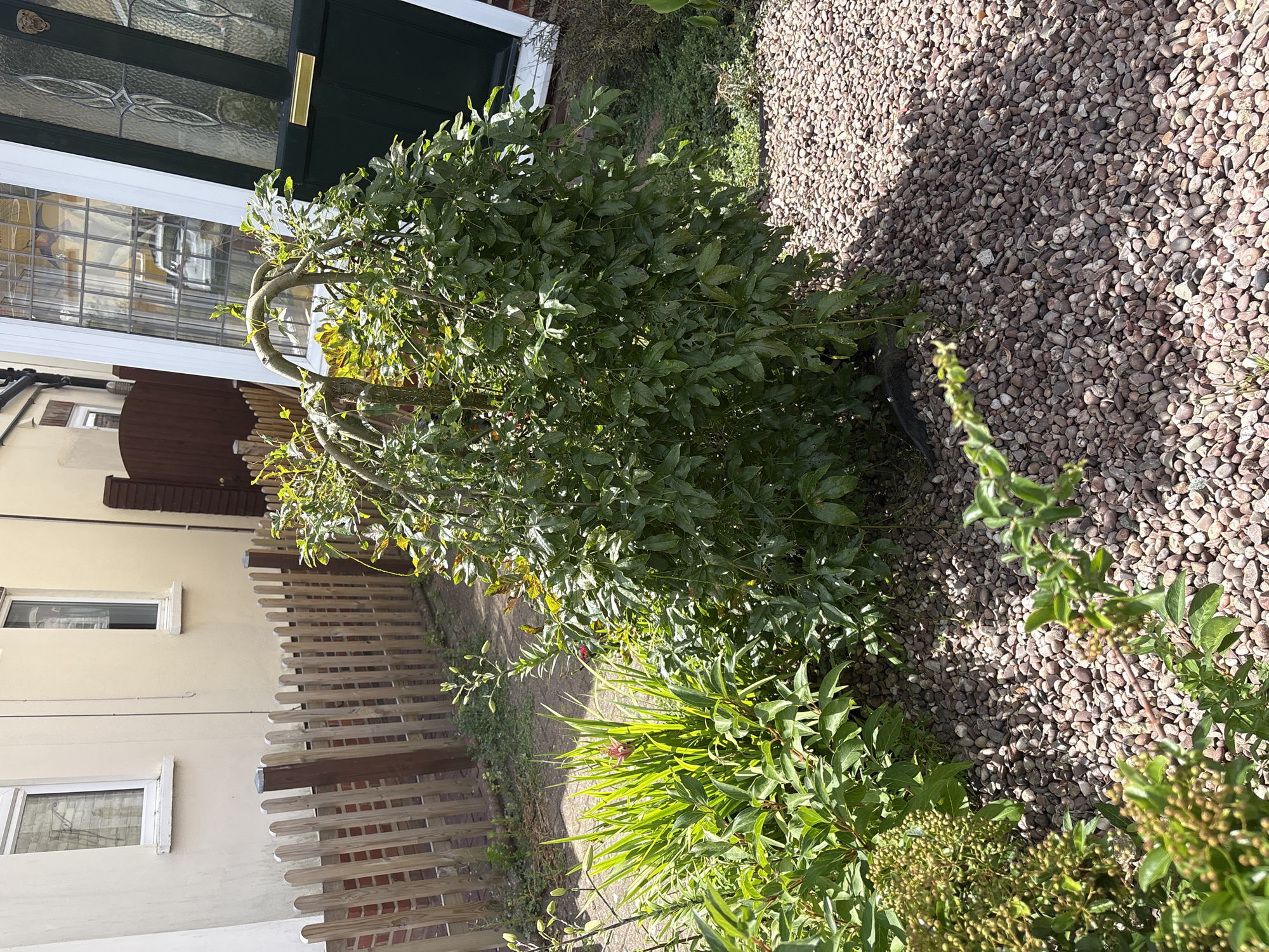 This is a media file showing an outdoor scene with a house and garden. The scene is dominated by a large, leafy green plant with curving branches in the foreground, casting shadows on a gravel path. Behind the plant, a pale-yellow house is visible with several windows, some with white frames. A wooden fence runs along the side of the house, constructed from vertical planks.
To the left, a dark green door with glass panes and a gold letterbox is partially visible, suggesting an entrance to the house. The lighting indicates it is daytime, likely late afternoon given the long shadows. The weather appears to be sunny and pleasant. The ground is covered in small, light-colored gravel. In the background, more greenery and the continuation of the gravel path can be seen. The overall impression is a well-maintained residential exterior. No people are visible, and no text is present in the image.