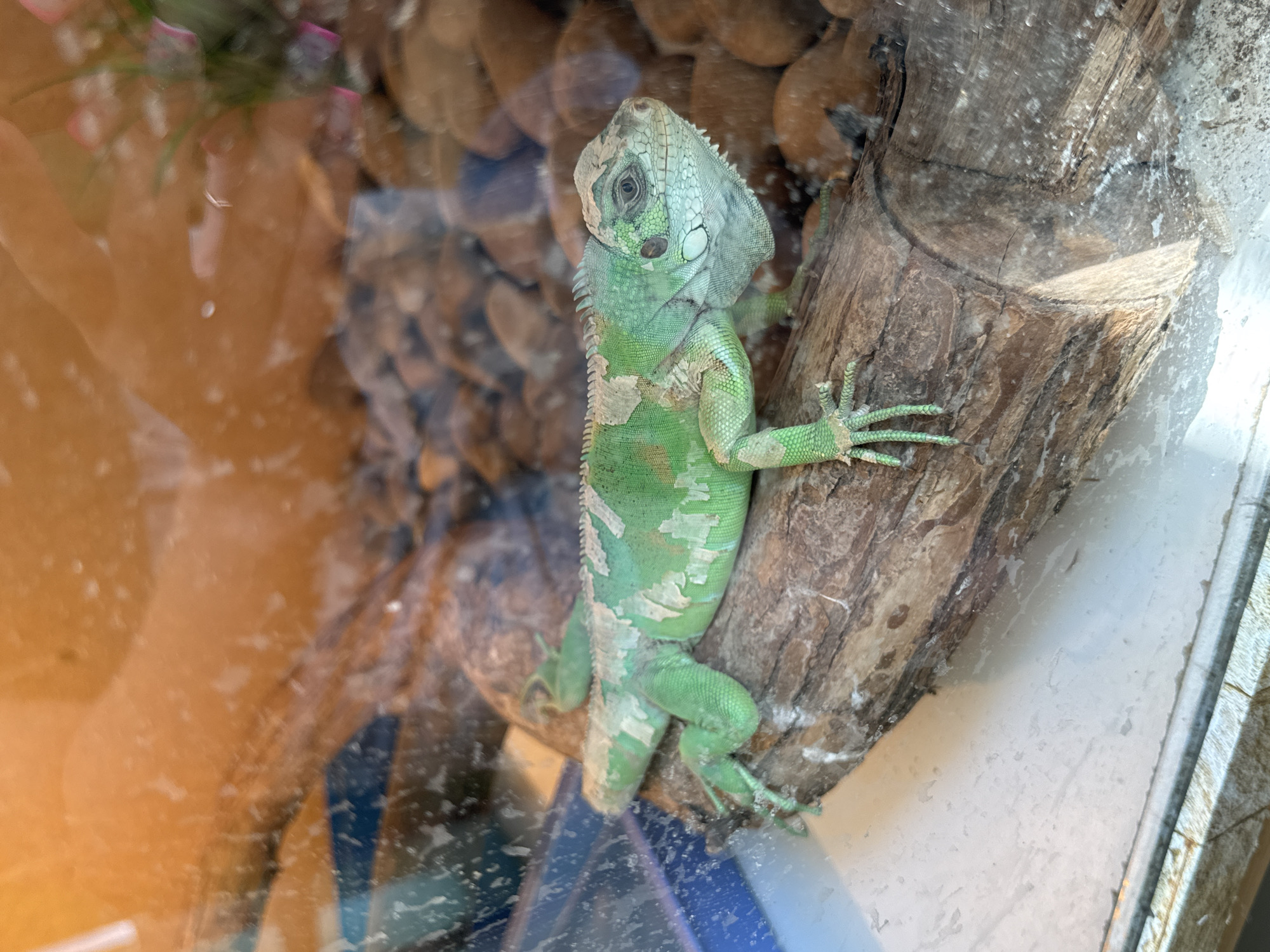 An iguana is resting on a log in a terrarium, which appears to be in the city of Chaikovsky, Russia. The iguana is green with lighter colored patches on its body. It is facing to the right, with its head raised. The terrarium contains rocks and some greenery in the background. The image is taken through glass, which has some smudges and reflections.