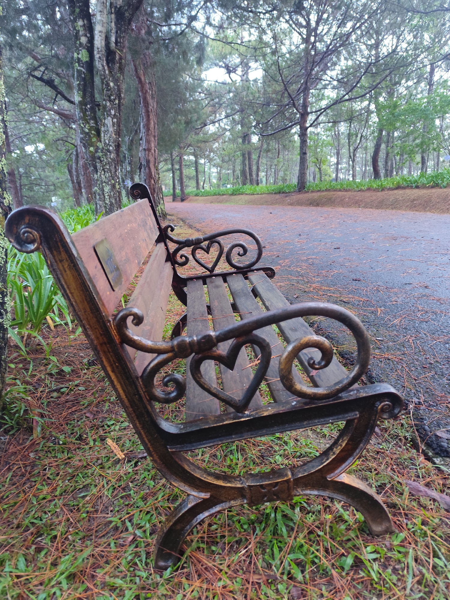 A park bench with heart-shaped wrought iron details sits alongside a paved path in a wooded area. The bench has a wooden seat and back, with the frame crafted from a dark metal. The ground around the bench is covered in fallen pine needles and grass. The path is damp and littered with the same needles. Tall trees surround the scene, suggesting a forest-like setting. The photograph was taken in Lam Vien - Da Lat, Vietnam. There are no people present in the image.