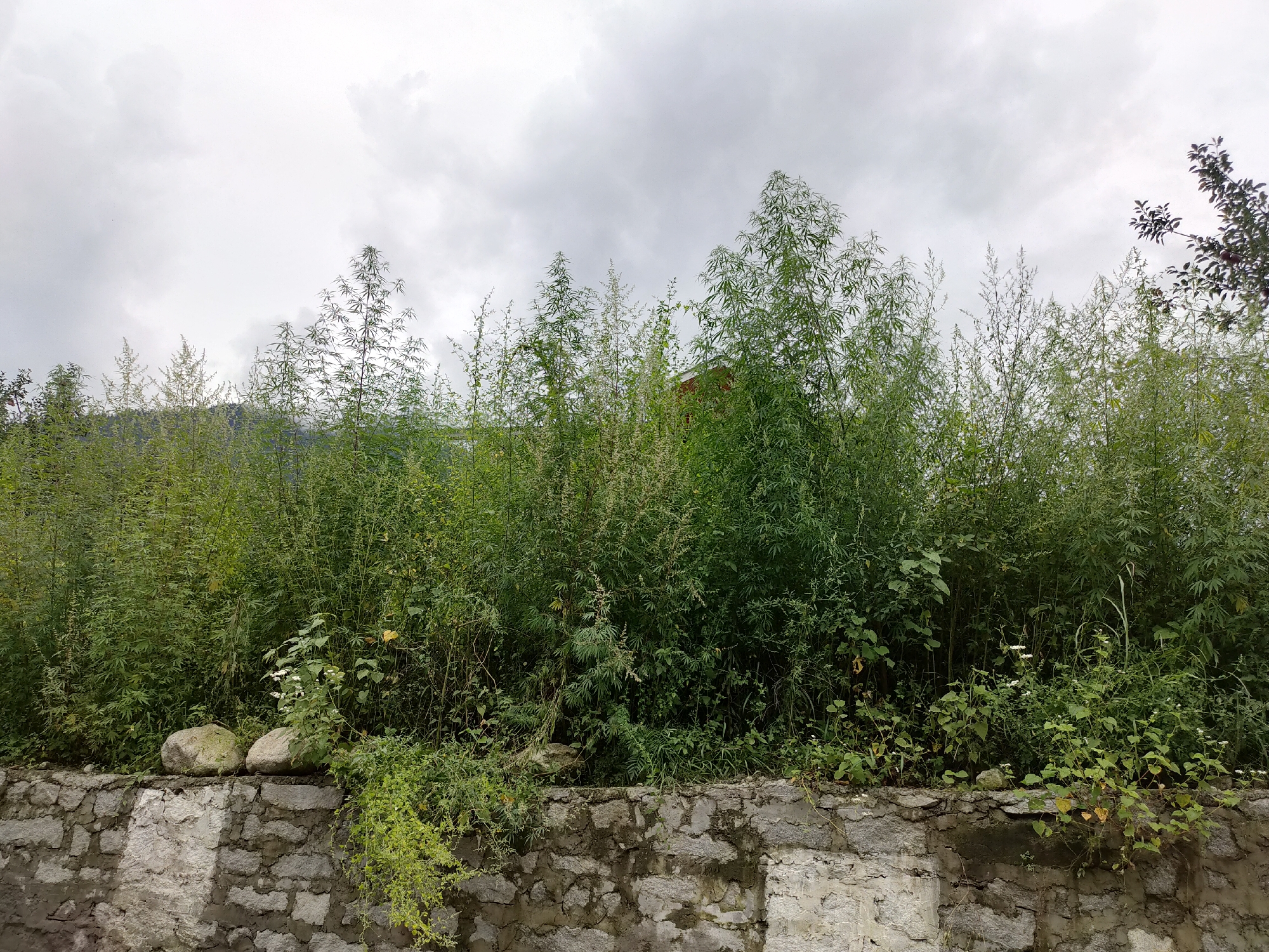 The image captures a dense wall of green foliage, primarily composed of tall, slender plants with feathery leaves, likely a type of bamboo or tall grass. These plants rise from behind a low, rough-hewn stone wall that runs horizontally across the lower portion of the frame. The wall is constructed from irregularly shaped stones of varying sizes, mortared together in a rustic fashion. Two large, rounded grey stones rest on top of the wall, near the center. In some areas, smaller, leafy plants and vines cascade down the front of the wall. The overall impression is one of overgrown vegetation against a backdrop of an overcast sky. The scene is devoid of people or any apparent human activity. The location is identified as Barheta, India.