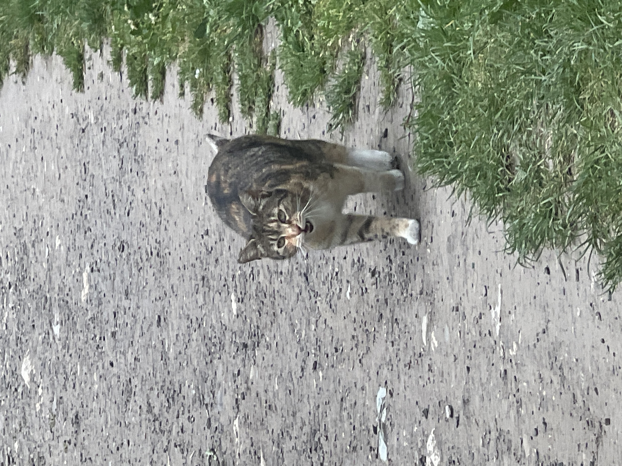 A brown tabby cat is pictured on a grey, cracked surface, likely a sidewalk or paved area. Green vegetation is visible along the edges of the surface. The cat is in motion, possibly walking or running towards the viewer, with its mouth slightly open. The picture appears to be taken outdoors in daylight. There is no indication of the location being in Cherliany, Ukraine.