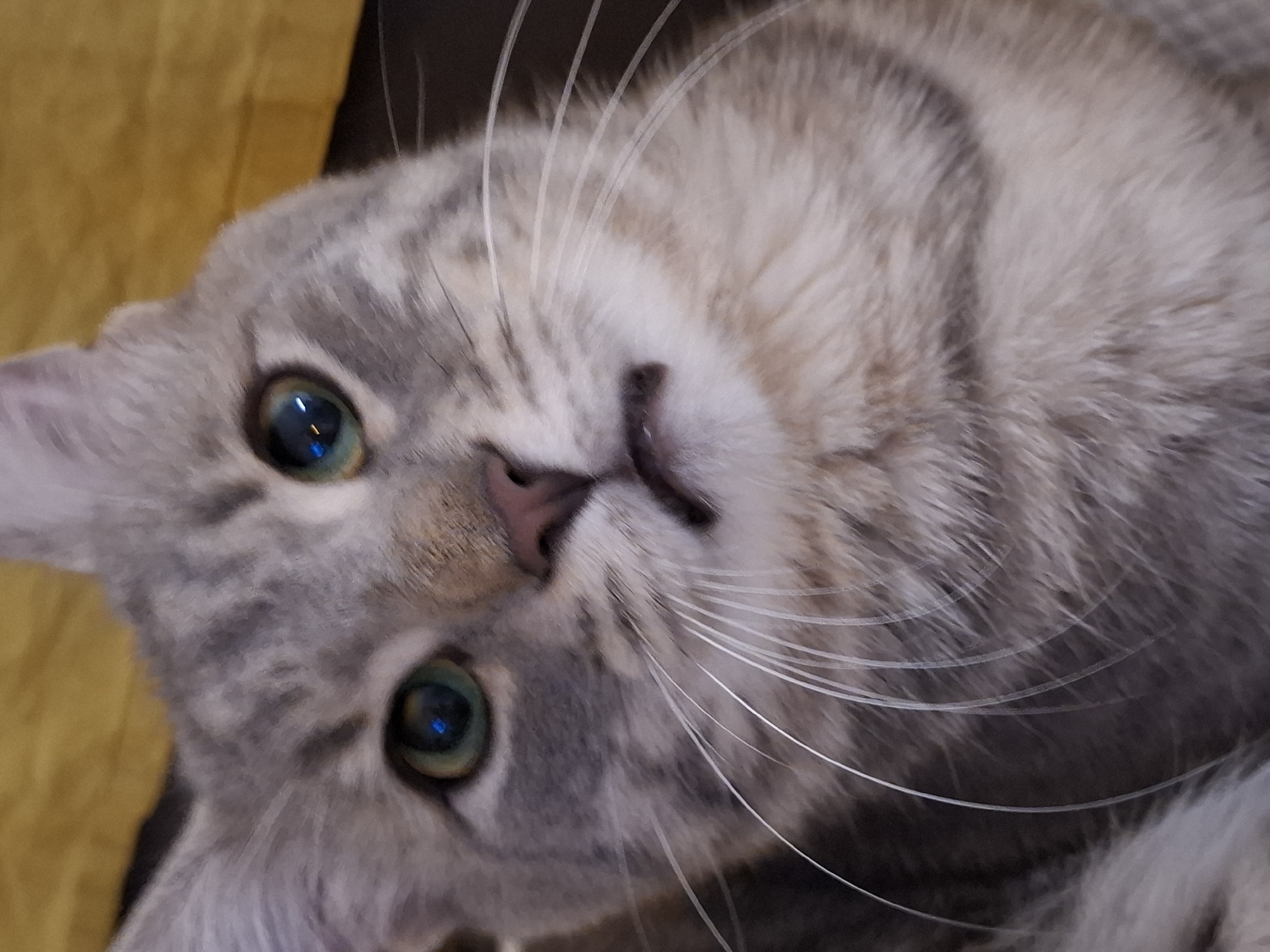 A close-up, head-on, eye-level shot of a grey tabby cat's face is presented against a blurred yellow background. The cat's eyes are wide open, with one showing a reflection. Its nose is pink, and its mouth is slightly open, revealing its teeth. Long, white whiskers extend outwards from both sides of its face. The cat's fur displays a tabby pattern of grey and lighter shades. The image appears to be a portrait of the cat.