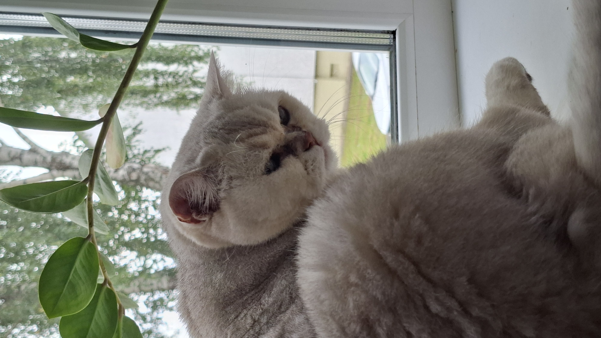 A light-colored cat is sitting on a windowsill. The cat is mostly facing away from the camera, with its head turned to the side, looking downwards. The cat has fluffy fur and a pink nose. In the background, through a window, a blurry outdoor scene is visible, with trees and a car. There is a green plant with broad leaves in the foreground, positioned to the left of the cat and extending across the top of the frame. The window frame is white. The image appears to be taken indoors, with the windowsill acting as the foreground. There is no indication of the city of Myadzyel, Belarus, in the image itself.