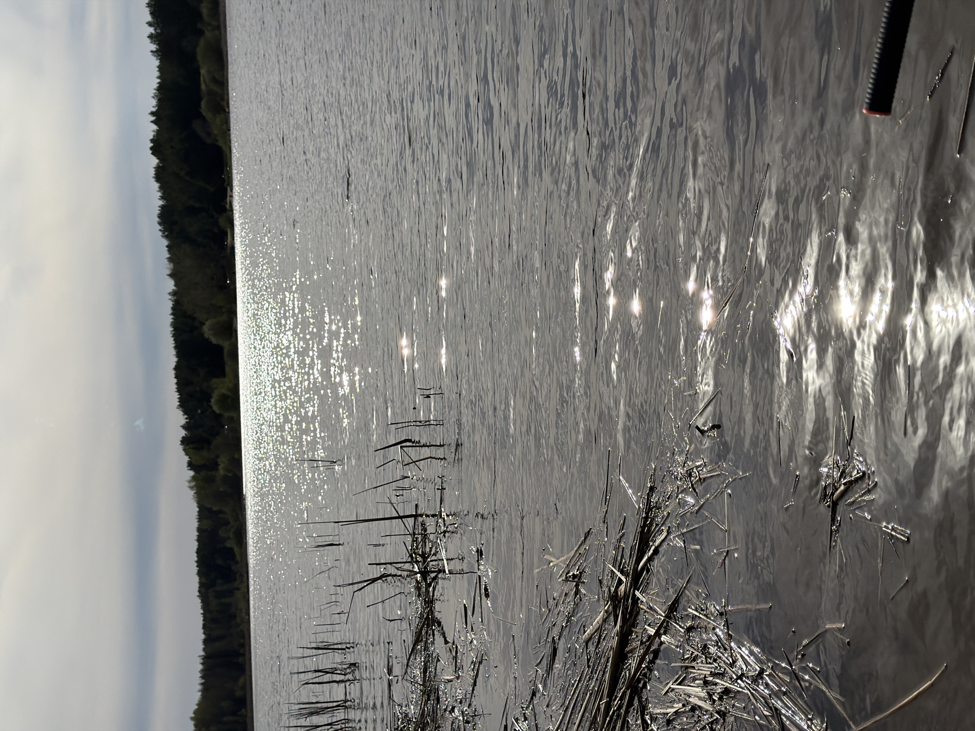 The image depicts a body of water with sunlight reflecting on the surface. The water appears to be near a shoreline with vegetation, possibly reeds or grasses, growing at the edge. A forest is visible on the opposite shore under a cloudy sky. The location is likely in or near Chaikovsky, Russia, given the prompt's instructions. The image is rotated 90 degrees to the left.