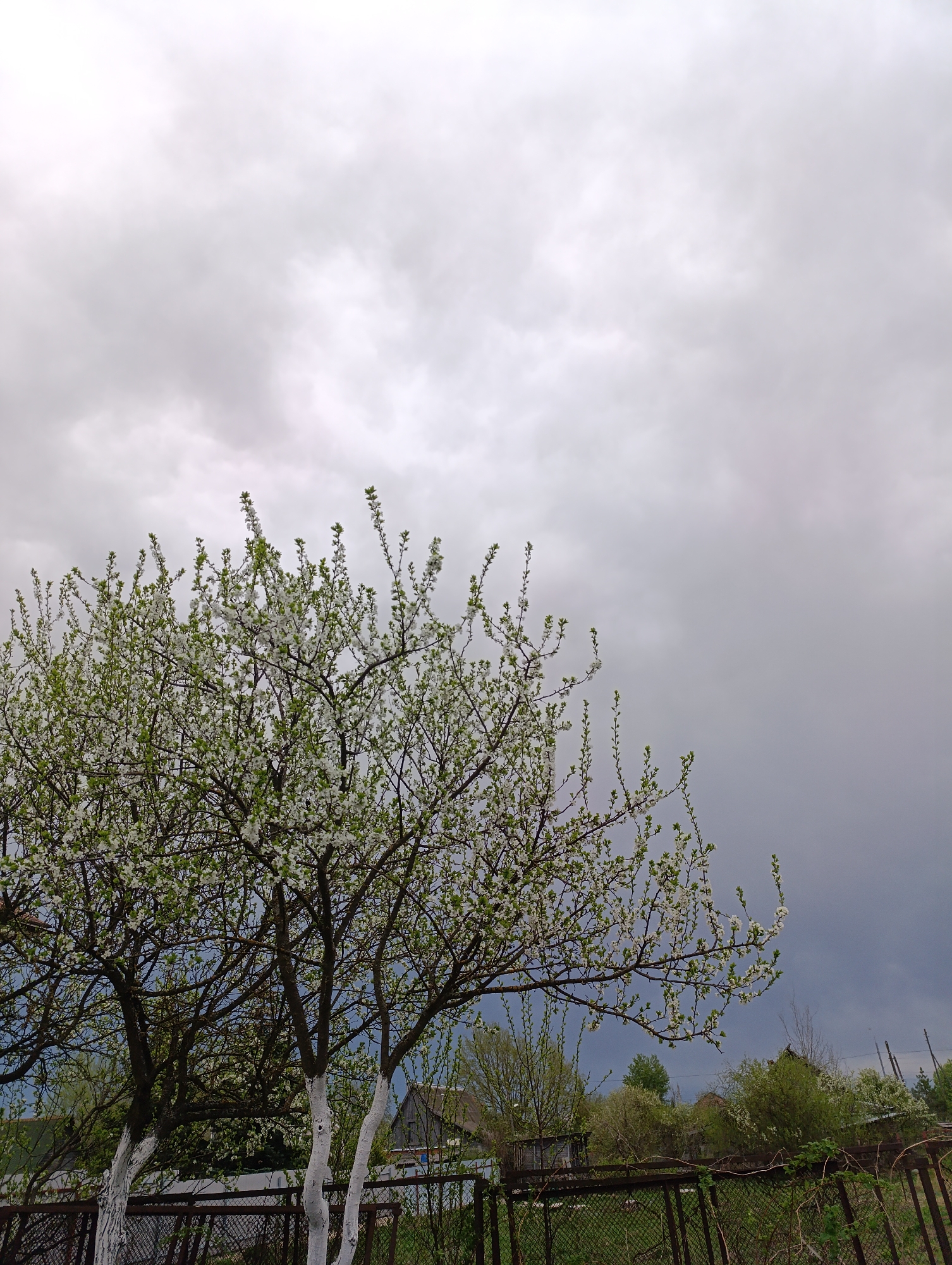 The image depicts a flowering tree in the foreground against a backdrop of a gray, overcast sky. The tree's trunk has been painted white, and its branches are covered in small white blossoms and green leaves. Behind the tree, there is a fence, foliage, and glimpses of houses. The location appears to be a residential area in a rural or suburban setting.