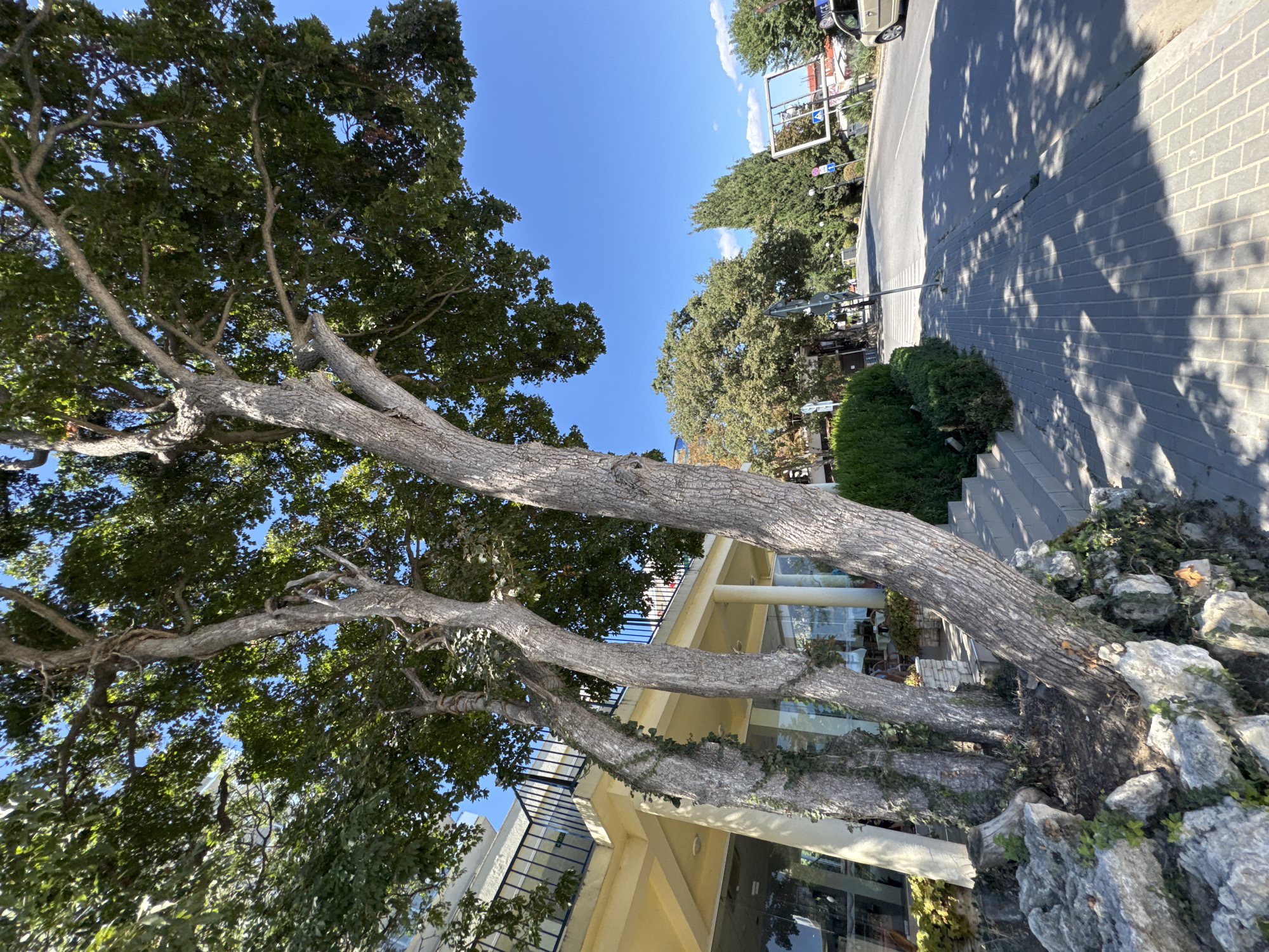 This image depicts a street scene in Varna, Bulgaria, likely during daylight hours. In the foreground, three mature trees with rough bark and dense green foliage dominate the left side of the frame. They are rooted in a rocky, uneven patch of ground partially covered by greenery. Adjacent to the trees, a building with a yellow facade, large glass windows, and a balcony with a black railing is visible. A set of grey stairs leads up to the building from the sidewalk.
The sidewalk, paved with rectangular grey bricks, stretches across the bottom of the image and casts dappled shadows from the trees overhead. To the right of the sidewalk is a paved road, with a white pedestrian crossing marked on it further down. Trees line the opposite side of the road, with a mix of deciduous and coniferous varieties. Several street signs and traffic signals are present along the roadside. In the distance, a few vehicles and pedestrians can be observed. The sky is clear and blue, indicating fair weather. The overall impression is that of a tree-lined street in a coastal or urban area.