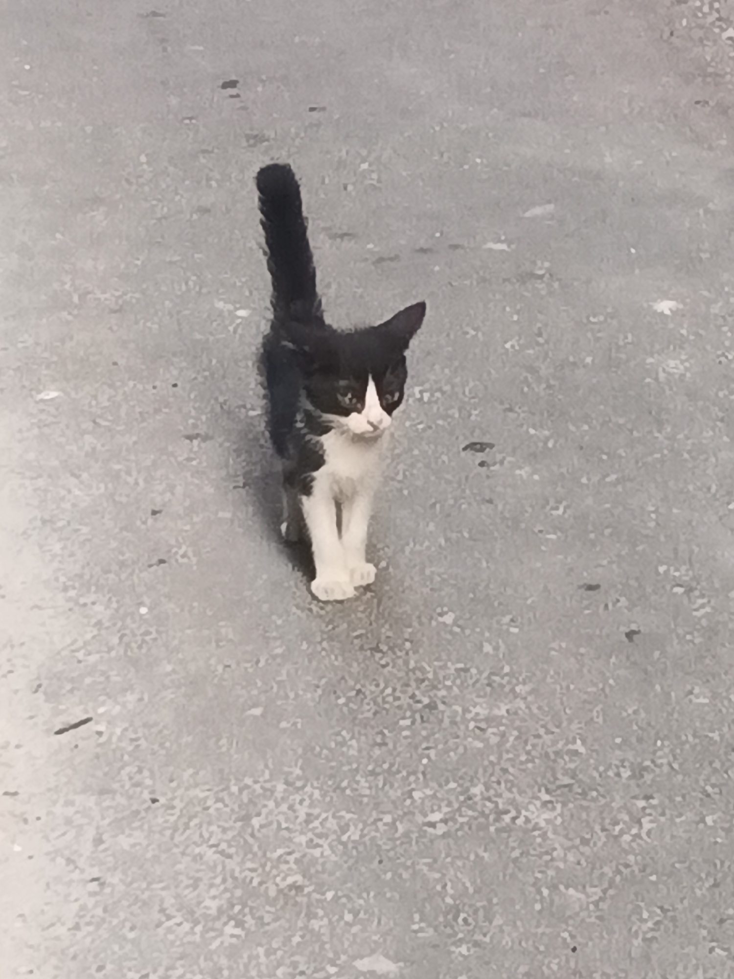 A black and white kitten stands on a gray, paved surface. The kitten is facing forward with its head slightly tilted. The surface appears to be a road or sidewalk in West Jakarta, Indonesia, with small pebbles and cracks visible. The kitten's fur is predominantly white on its chest and paws, with black markings on its back, tail, and head. Its tail is held upright. The lighting suggests it may be daytime, with no harsh shadows. The image is taken from a slightly elevated, top-down perspective.