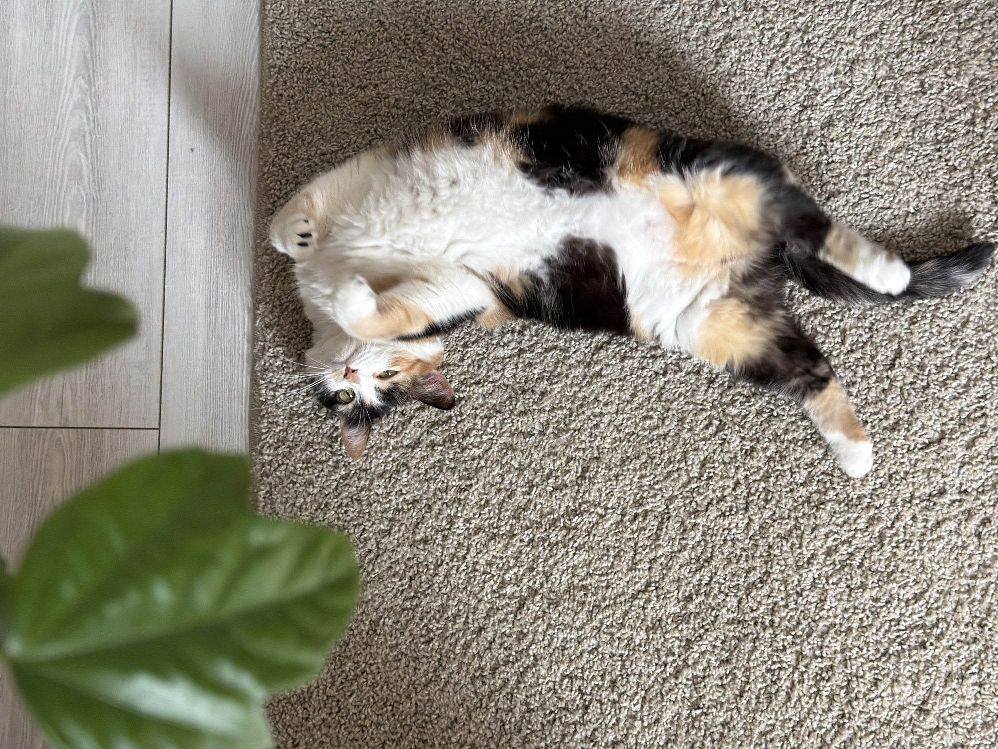 A calico cat lies on its back on a beige carpet. Its paws are curled up towards its chest. To the left of the cat is a blurry green plant, and further to the left is a section of light wood flooring. There is no evidence to suggest this image was taken in the city of Rossiyskiy, Russia.