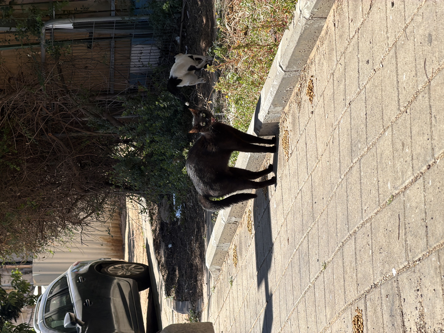 The image, originally rotated clockwise, presents an outdoor scene depicting two cats in what appears to be an urban or suburban area of Tel-Aviv, Israel. A sleek black cat stands prominently in the foreground on a concrete paved sidewalk, its head turned to gaze directly towards the viewer with an alert expression. Several small piles of dry cat food kibble are scattered across the sidewalk, particularly around the black cat's paws. Behind the black cat and partially obscured by dense green foliage and bare branches, a black and white cat is visible, seemingly resting or lying down on the dirt ground next to a low curb.
The area behind the cats is lined with various vegetation, including leafy bushes and tangled, drier shrubs. In the background to the left, a dark-colored car is parked on the street, partially visible. Beyond the vegetation, a metal fence or gate can be faintly discerned. The scene is illuminated by bright, clear sunlight, casting sharp shadows on the sidewalk, indicative of a sunny day, likely morning or afternoon. The scattered cat food suggests a common practice of feeding stray or feral cats in this environment. There are no human subjects or visible text in the image.