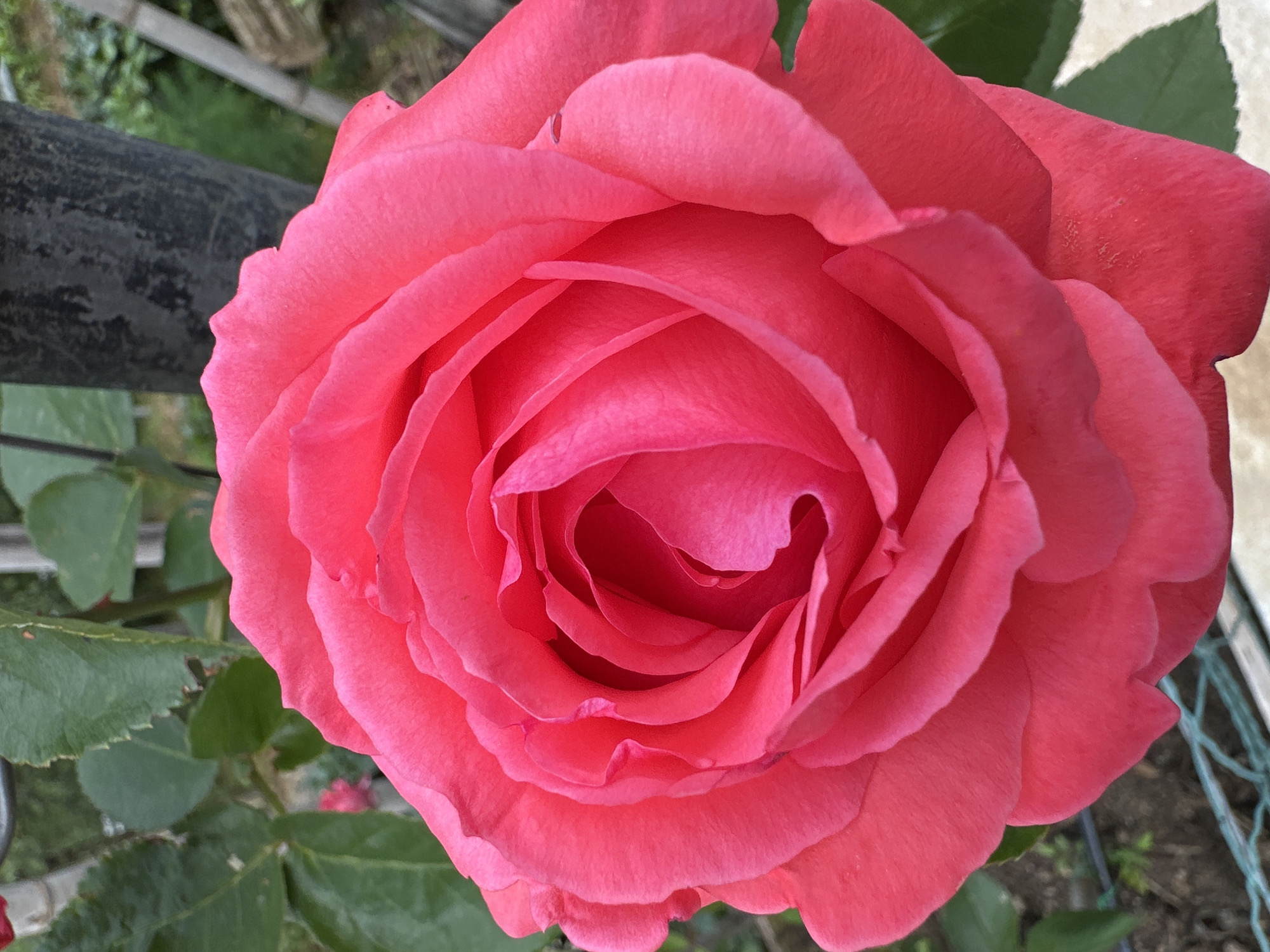 The image shows a close-up of a pink rose in bloom. The rose is the main subject and fills the majority of the frame. Its petals are tightly arranged in the center and gradually open outwards. The color is a consistent pink hue, with slight variations in shade due to the lighting. The edges of the petals are slightly ruffled and detailed.
Around the rose, there are hints of green leaves and stems, suggesting the rose is part of a larger bush. A blurred black object, possibly a metal pipe or fence post, is also visible in the background.
The location is Sesto Campano, Italy, but this is not evident from the image itself. No specific location in Sesto Campano can be inferred. There are no people visible in the image.