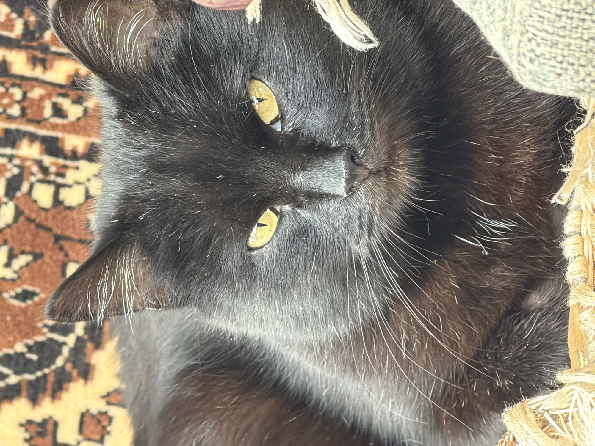 A close-up, eye-level shot shows a black cat with piercing yellow eyes resting on a textured surface. The cat's fur is dark, with some lighter hairs scattered throughout, particularly around its face and ears. Its whiskers are prominent and white. The background is a blurry, patterned fabric in earthy tones of brown and orange, resembling a rug or blanket. The overall lighting is warm, highlighting the cat's features and creating a soft focus. The setting appears to be indoors, with the textured material suggesting a cozy environment. No specific location in Kamianka-Buzka, Ukraine, can be identified from the visual information alone.