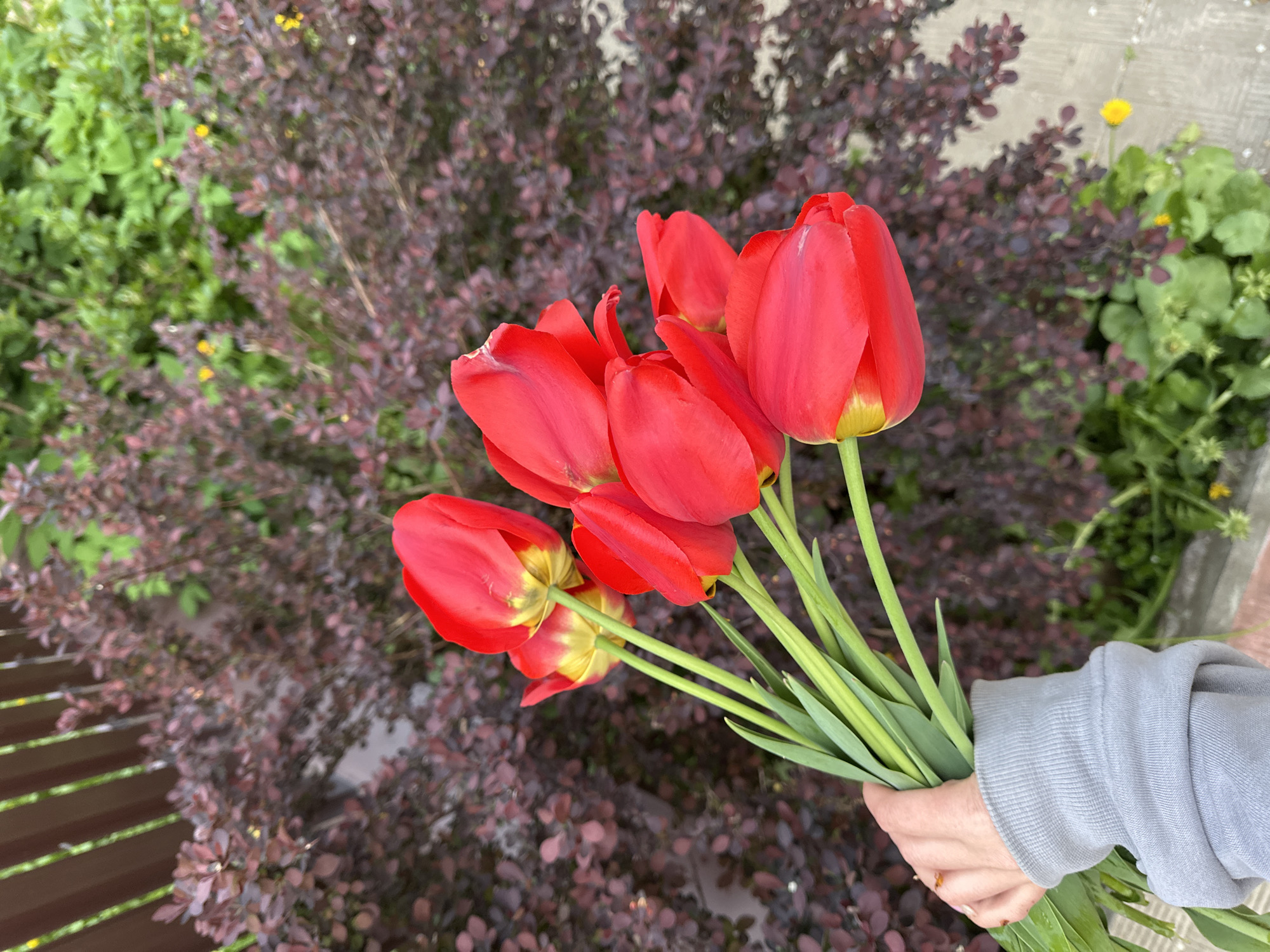 A hand holds a bouquet of red tulips in front of foliage, likely in Nizhny Novgorod, Russia. The background contains a bush with dark red or purple leaves, along with some green foliage and a yellow flower. The hand holding the tulips is wearing a gray long-sleeved shirt.