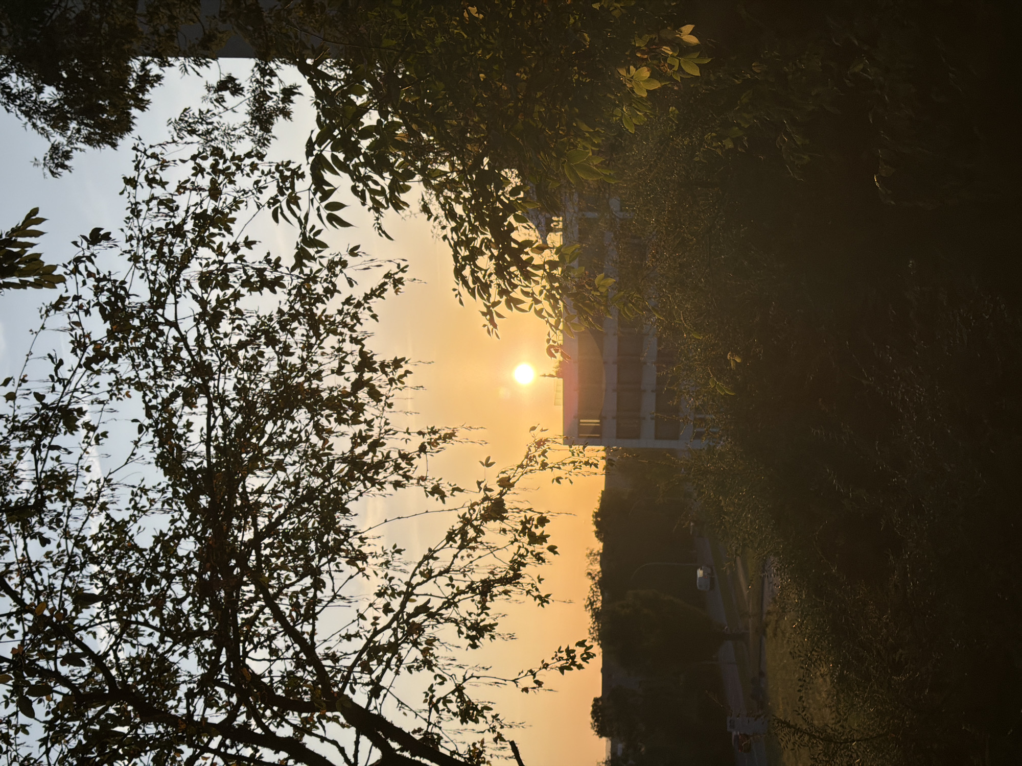 An outdoor, eye-level, medium shot captures a sunset through a silhouette of tree branches and leaves. The sun, a bright orange disc, is positioned slightly right of center, partially obscured by foliage. A building, with distinct horizontal lines and windows, is visible behind the trees on the right side of the frame. In the background, a road with a few cars and trees can be seen. The overall lighting suggests it is late afternoon or early evening. The scene appears to be set in an urban environment, possibly Leudelange, Luxembourg.