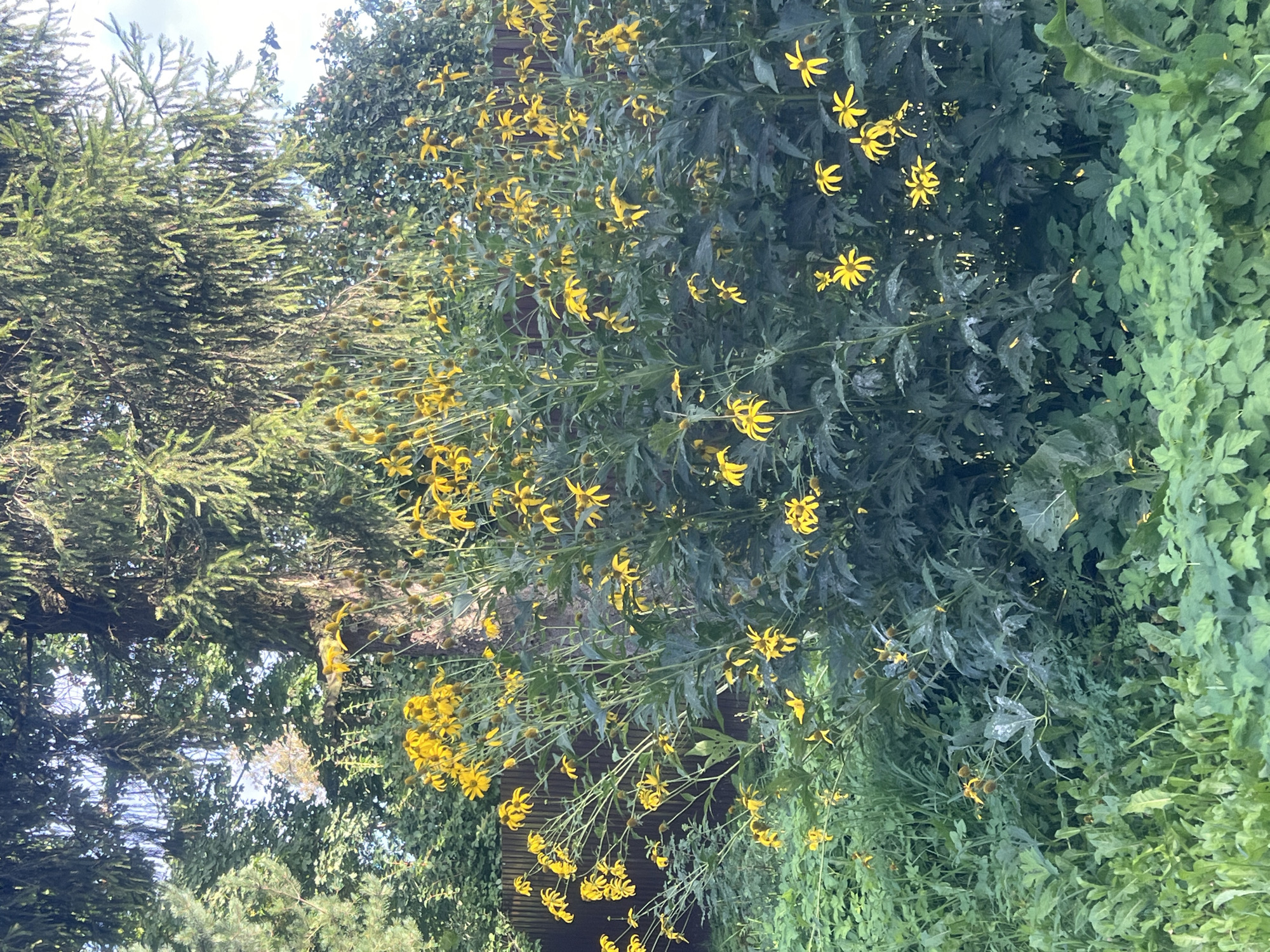 The image depicts a dense cluster of tall, leafy plants with numerous yellow daisy-like flowers. These plants are growing in an outdoor environment, with a wooden fence visible in the background to the left. Behind the fence and the flowering plants, a large evergreen tree with dark green needles dominates the upper portion of the image. The lower part of the image shows a ground cover of lush green foliage. The scene appears to be a natural or semi-cultivated area, possibly a garden or a wild patch of land. The lighting suggests it is daytime, with sunlight filtering through the trees. This scene is located in Otradnoye, Russia.