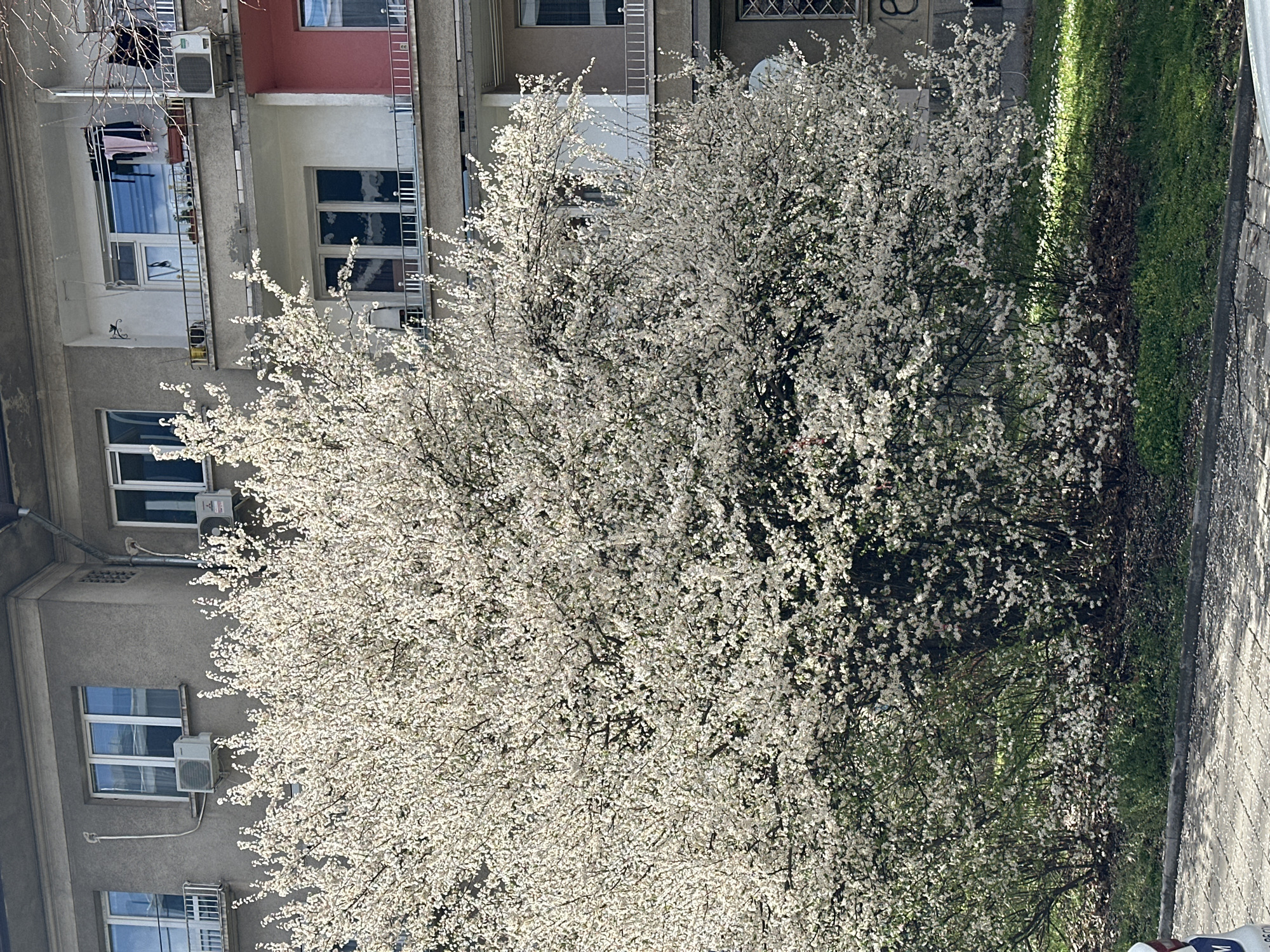 A ground-level, eye-level, slightly off-center, daytime shot shows a blooming tree with white flowers in Sofia, Bulgaria. The tree is prominently featured, its blossoms appearing dense and full. The tree stands next to a sidewalk and grassy area on the right. A multistory building is in the background, featuring balconies and windows. Some windows have air conditioning units mounted on them. Laundry can be seen hanging on one of the balconies. The building's exterior is primarily gray and white with some red trim.