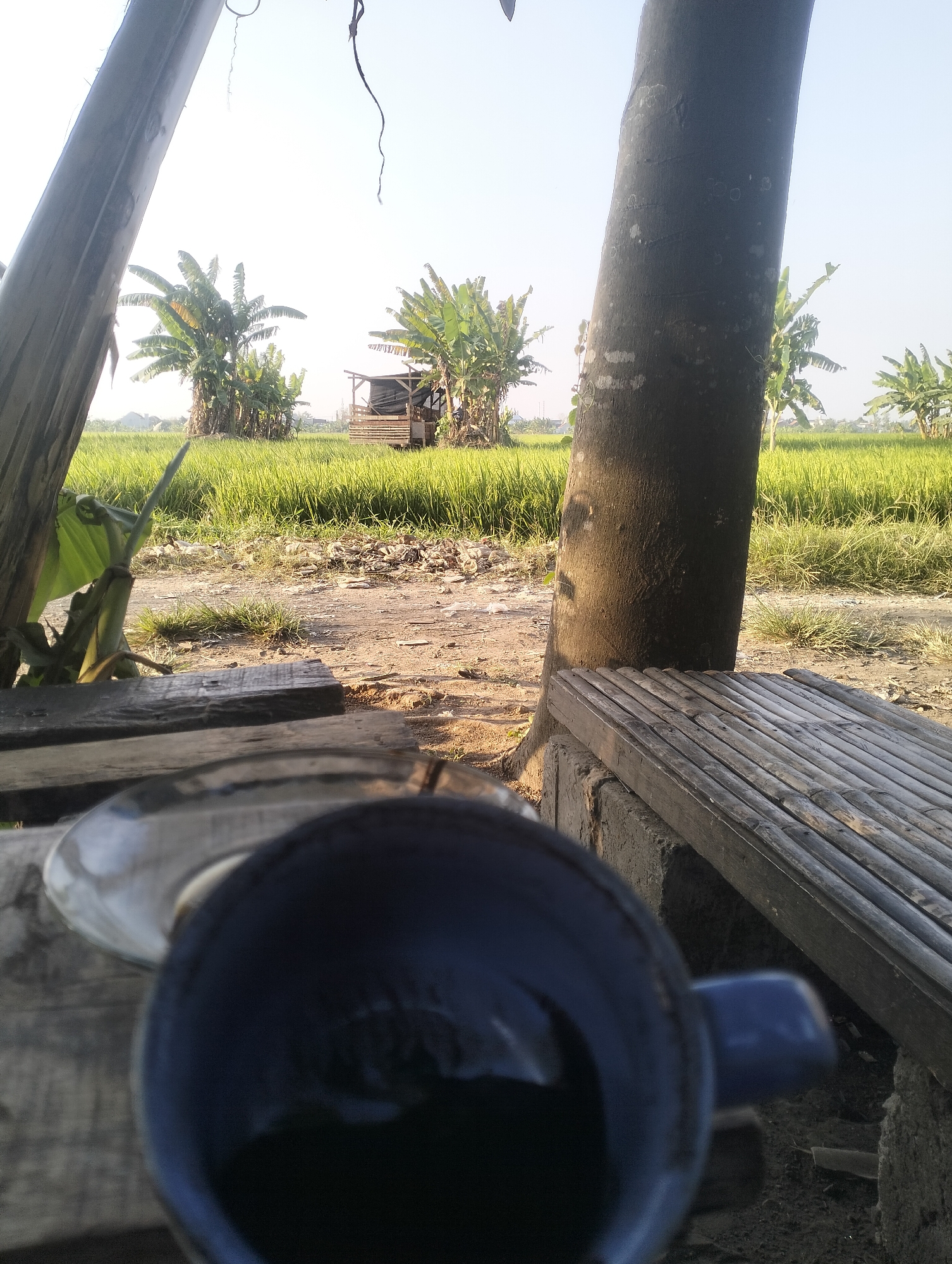 The image depicts an outdoor scene in Sambungrejo, Indonesia, likely during daylight hours under a clear sky. In the foreground, a dark blue mug filled with a dark liquid is placed on a wooden surface. To the right of the mug, a bamboo bench is visible, supported by a concrete structure. A large tree trunk, dark brown with lighter markings, stands to the right, partially obscuring the background.
The middle ground features a dirt path with scattered debris. Beyond the path, a vibrant green rice paddy stretches across the landscape. Several banana trees with large, distinctive leaves are interspersed within the rice field, with one cluster of banana trees to the left and another to the right. In the distance, a small, rustic wooden structure with a thatched or corrugated roof is situated among the banana trees in the center of the frame. The overall environment suggests a rural or agricultural setting.