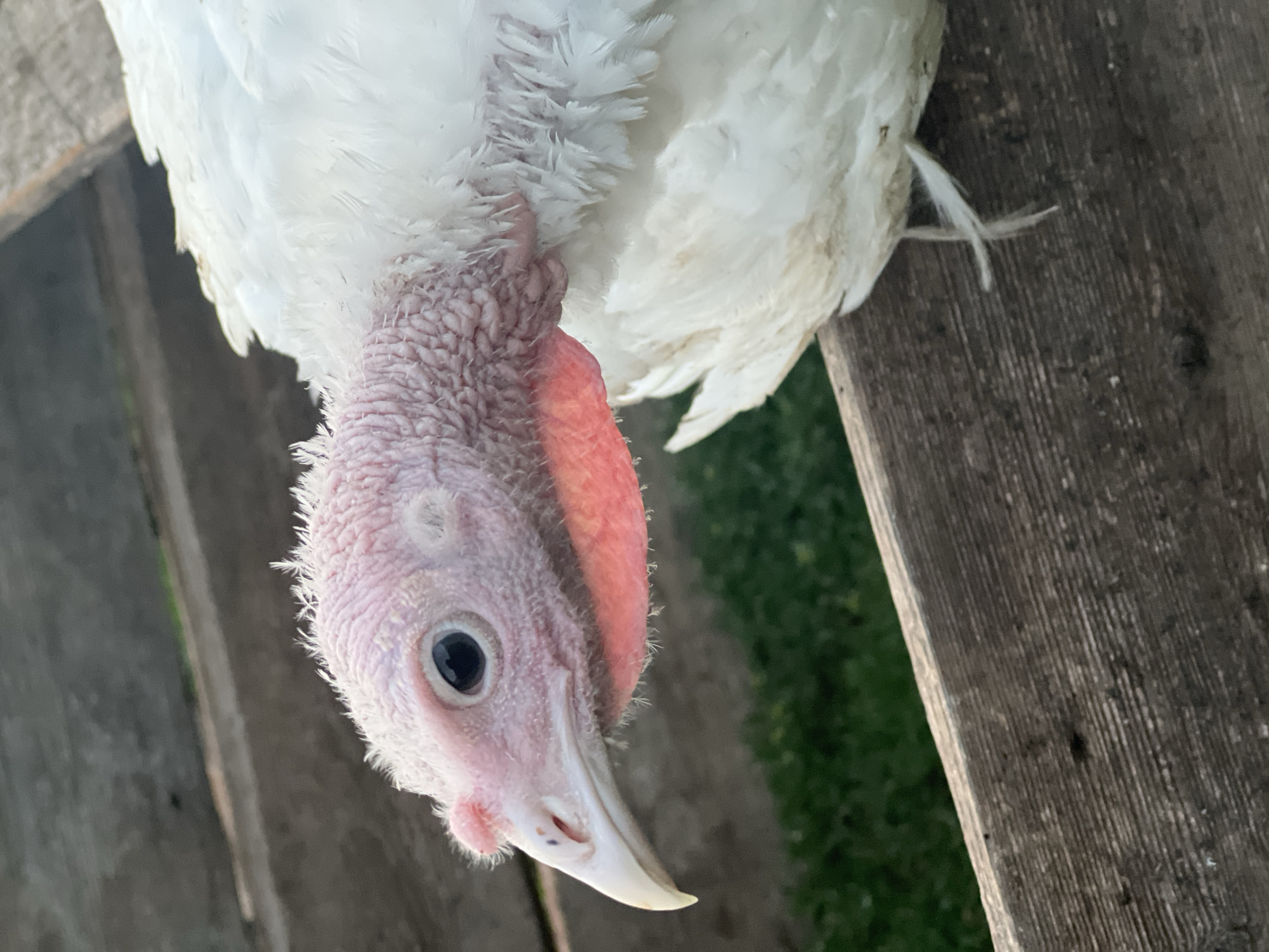 A close-up, vertically oriented, eye-level shot features a white turkey. The turkey's head is prominently displayed, facing downwards and slightly to the right. Its eye is dark and beady, and its beak is a pale white with a dark speck near the nostril. The turkey's fleshy throat and wattles are a vibrant pinkish-red. The skin on its head and neck appears textured and slightly wrinkled. Fine, wispy white feathers are visible around the base of its head, transitioning into its white body feathers. A few delicate white feathers are also visible protruding from its body.
The background is a mix of natural and man-made elements. To the right, a weathered wooden surface runs diagonally across the frame. Its surface displays prominent vertical grain and some darker markings. To the left, out of focus, is a hint of green grass and what appears to be a wooden fence or structure, suggesting an outdoor setting. The lighting appears to be natural, possibly from daylight, casting subtle shadows and highlighting the textures of the turkey and the wood. No discernible text is present in the image. The overall impression is that of a domestic animal in a rural or farm-like environment. The activity is simply the turkey being present and observed.