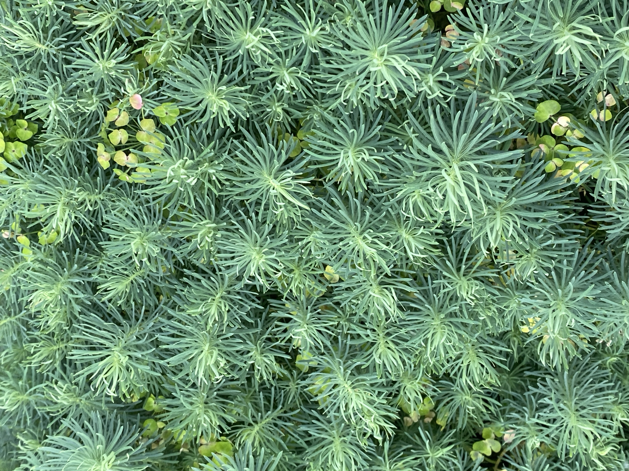 The image is a close-up, top-down view of a dense ground cover of needle-like green foliage. The plants are tightly packed, creating a textured carpet of varying shades of green, with some lighter green and yellowish hues interspersed. There are no people, animals, or man-made objects visible in the frame. The scene appears to be an outdoor natural environment, possibly a garden bed or a natural embankment, within the city of Novokuznetsk, Russia, though no specific landmarks are identifiable.