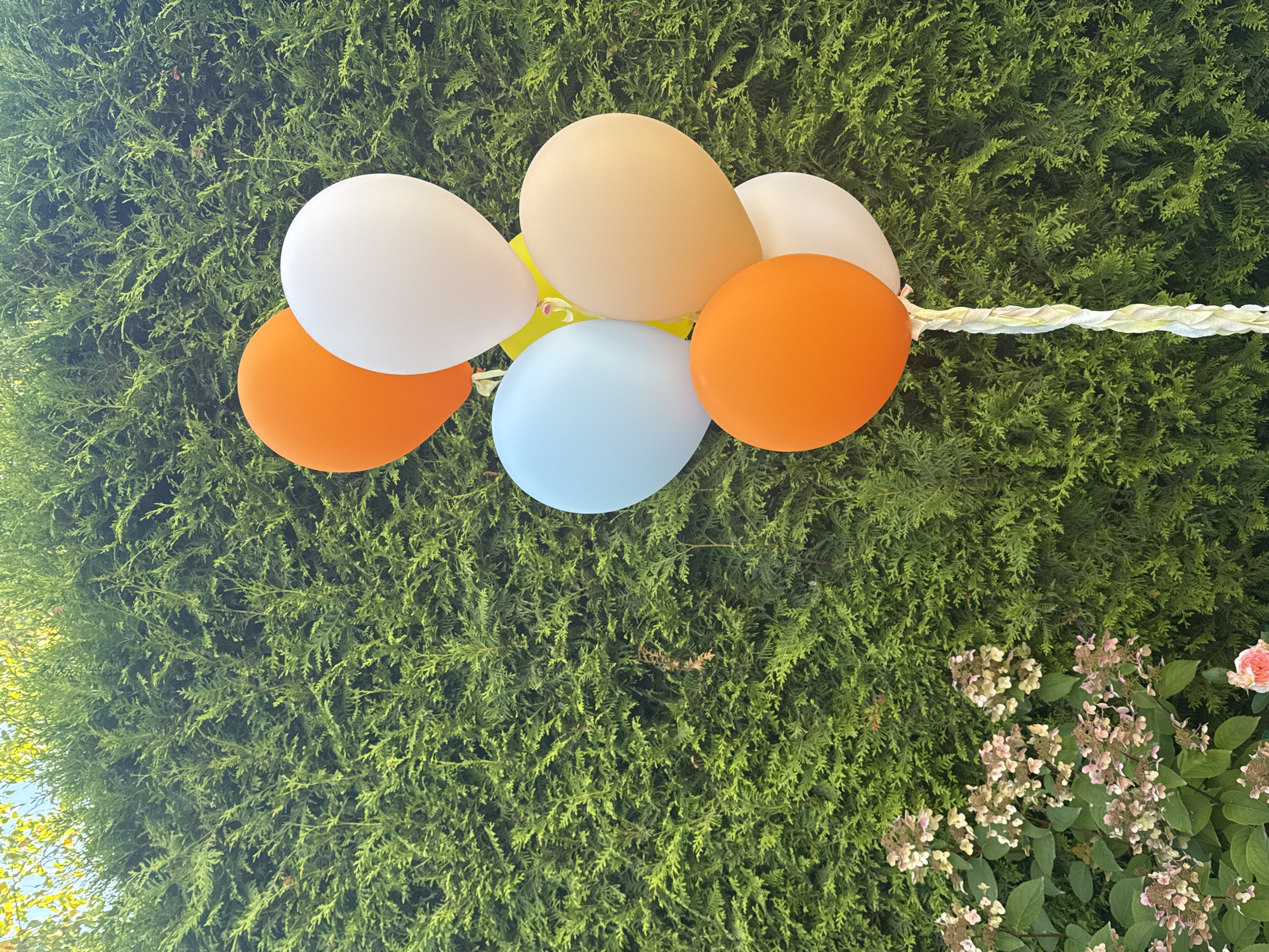 A cluster of six balloons, in colors of orange, light blue, white, and tan, is held by a decorative white ribbon against a backdrop of dense green foliage. The balloons are arranged in a loose bunch, with some overlapping. In the lower left corner of the image, pink and white flowers are visible, also surrounded by green leaves. The background consists of a tightly clipped hedge, with hints of sunlight filtering through the leaves at the top of the frame. The scene appears to be outdoors. The location is identified as Sary-Oy, Kyrgyzstan.