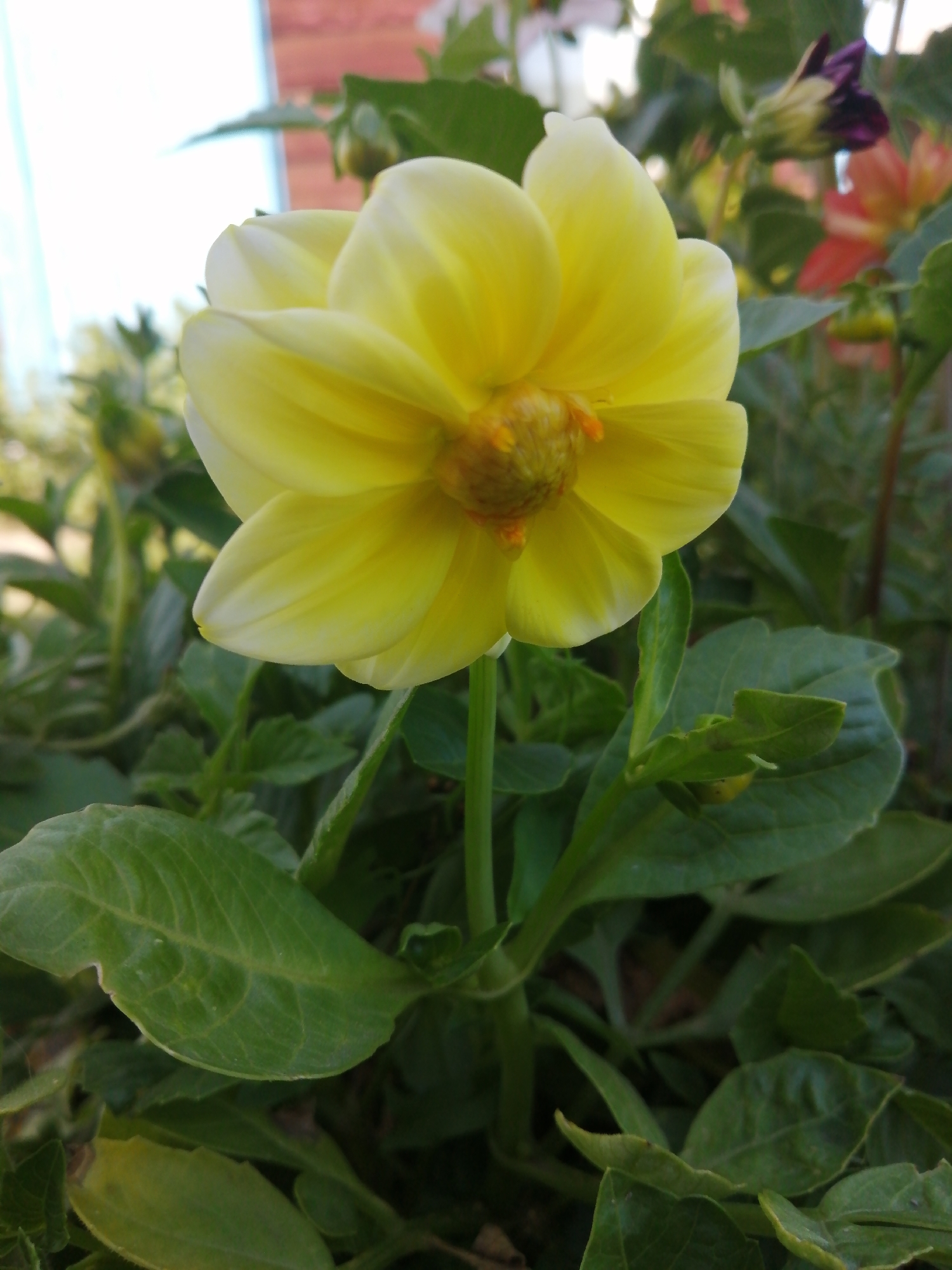 A close-up, eye-level shot showcases a bright yellow dahlia flower in full bloom, its petals unfurling outwards from a central, textured disc. The flower's vibrant yellow color is dominant, with subtle hints of lighter yellow and white on the tips of its petals, and a darker, orange-yellow center. The flower is positioned slightly to the left of the frame, with its stem extending downwards. Lush green leaves surround the dahlia, some appearing smooth and broad, while others are more serrated and textured. In the background, out of focus, are hints of other flowers in shades of red and purple, as well as green foliage, suggesting a garden setting. The lighting appears to be natural daylight, casting soft shadows. There is no evidence of human presence or activity in the image. The scene is located in a garden within the Доўгаўскі сельскі Савет, Belarus.