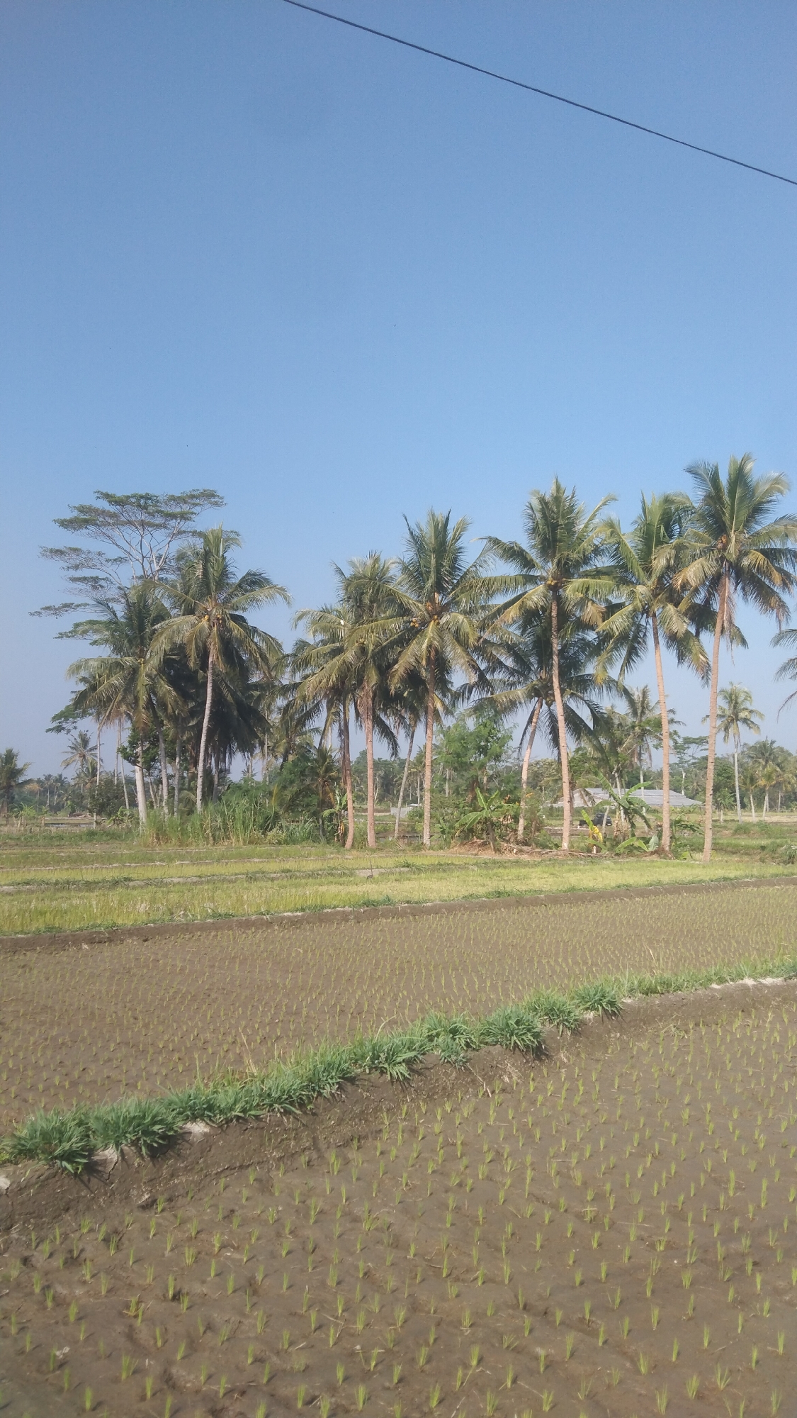 This is a vertical, medium-shot, eye-level photograph of a rural landscape in Argomulyo, Indonesia, under a clear blue sky. The foreground depicts a rice paddy field, with young rice seedlings planted in neat rows in muddy water. A strip of green grass separates this section of the paddy from another section of the field further back. In the middle ground, a line of coconut palm trees stands tall, with their fronds reaching towards the sky. Behind the coconut palms, a few other trees and vegetation are visible, as well as what appears to be a few small structures. A thin black wire, likely a power line, is visible in the upper part of the image, stretching across the sky. The overall impression is one of a serene, agricultural setting in a tropical region. There are no people or animals visible in the image.