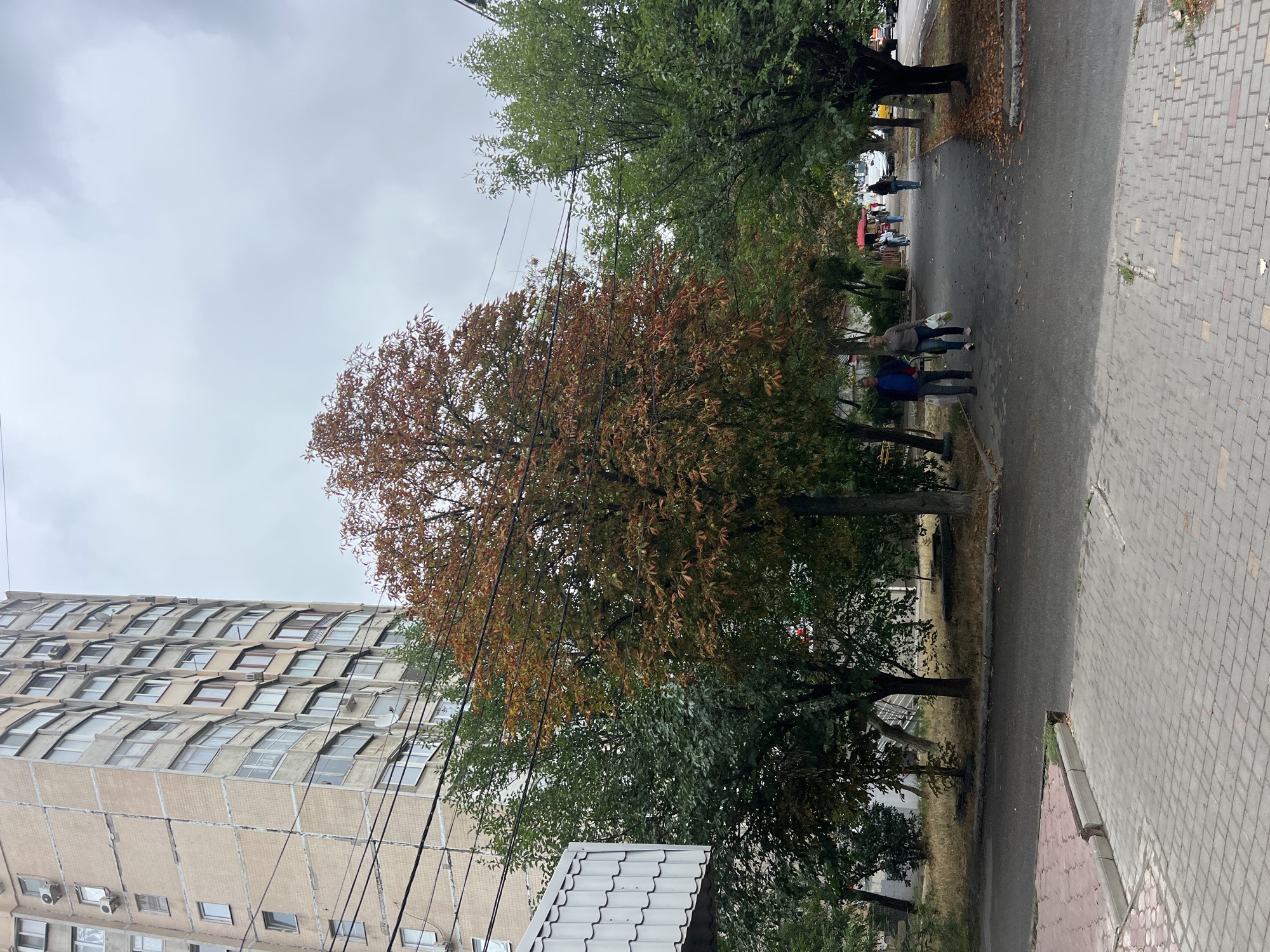 A sidewalk and street scene in Odesa, Ukraine, on an overcast day. In the foreground, a paved sidewalk made of light grey interlocking stones runs diagonally from the bottom left to the middle of the frame. To the left of the sidewalk, a small portion of a building with a white, corrugated metal facade is visible. Beyond the sidewalk, a paved road runs parallel to the sidewalk, with a strip of dry grass and trees separating the two.
In the midground, several trees line the road. The tree closest to the foreground, on the left, has dark green foliage. To its right is a tree with a mix of green and reddish-brown leaves, indicating the autumn season. Further down the road, more trees with green foliage are visible. A couple walks on the sidewalk from left to right, carrying shopping bags. They are followed by several other pedestrians walking in the same direction. A red awning of a small kiosk or shop is visible behind them. Cars and a yellow taxi are present on the road in the background.
To the left of the trees and sidewalk, a tall, multi-story apartment building dominates the background. The building is made of beige brick and has numerous windows and balconies. Electrical wires are strung across the scene in front of the building and trees. The overall environment suggests an urban residential area with pedestrian pathways and green spaces.
